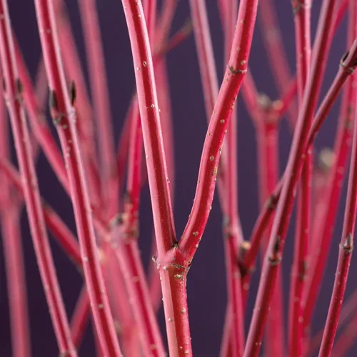 Cornus alba 'Sibirica' 17cm