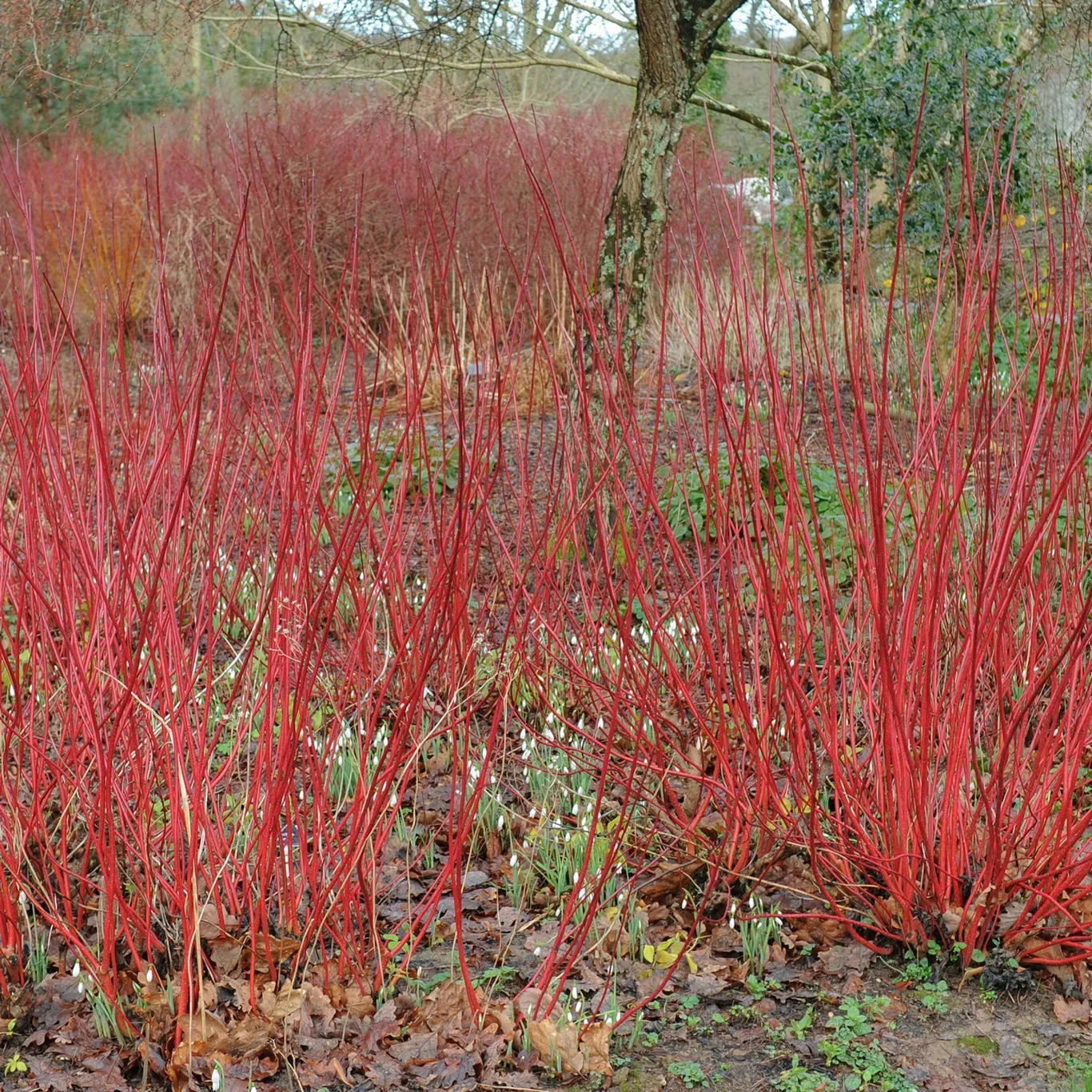 Cornus alba 'Sibirica' 17cm