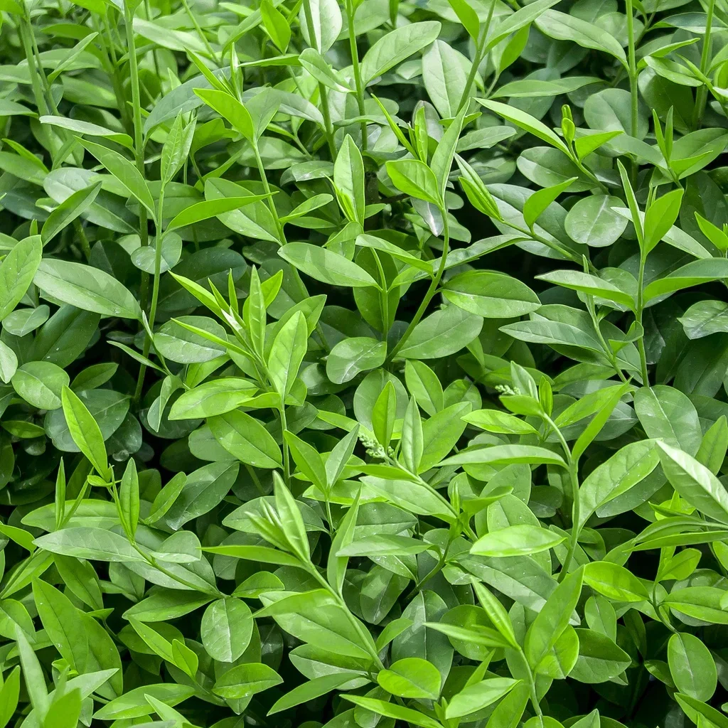 Ligustrum vulgare 2L