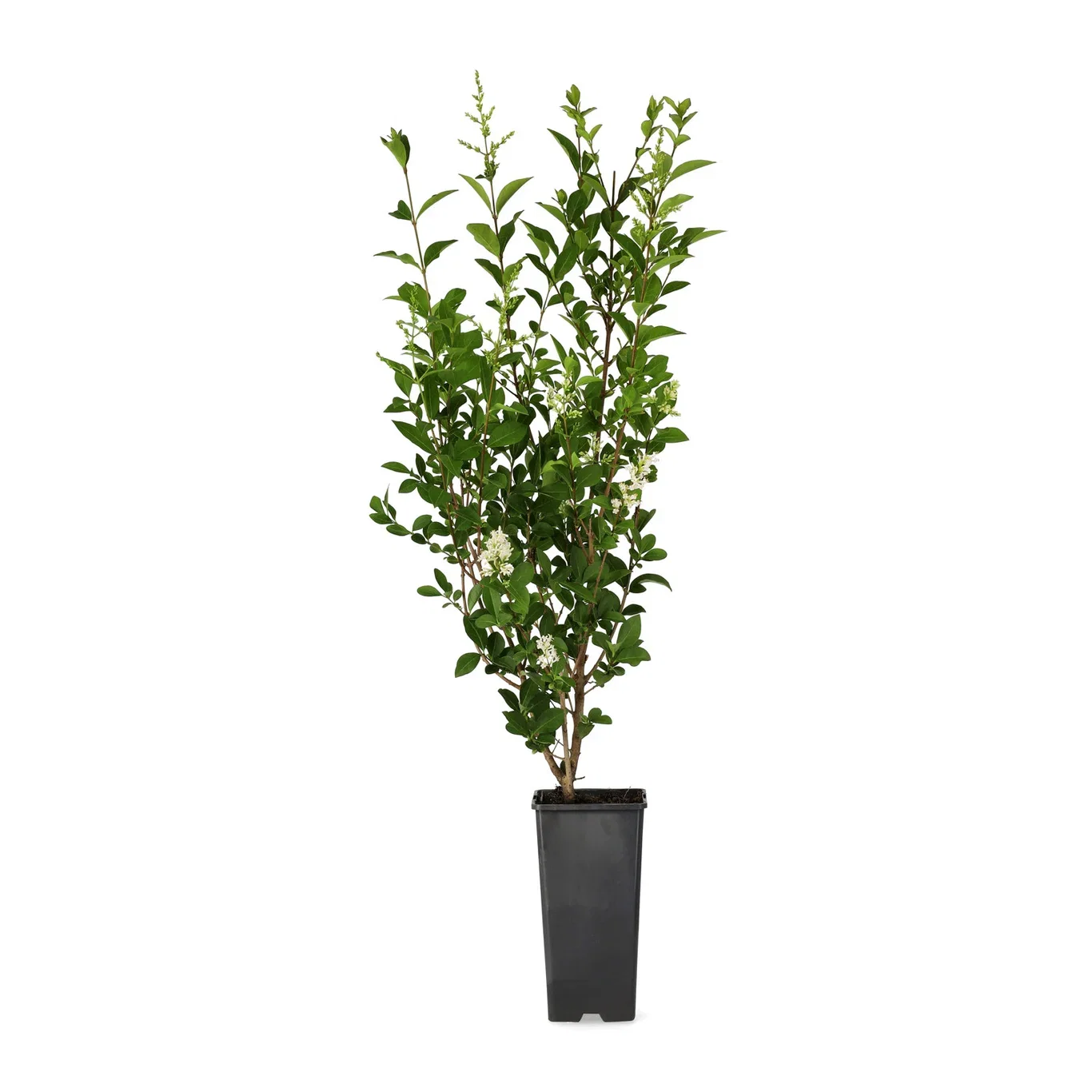 Ligustrum vulgare 2L