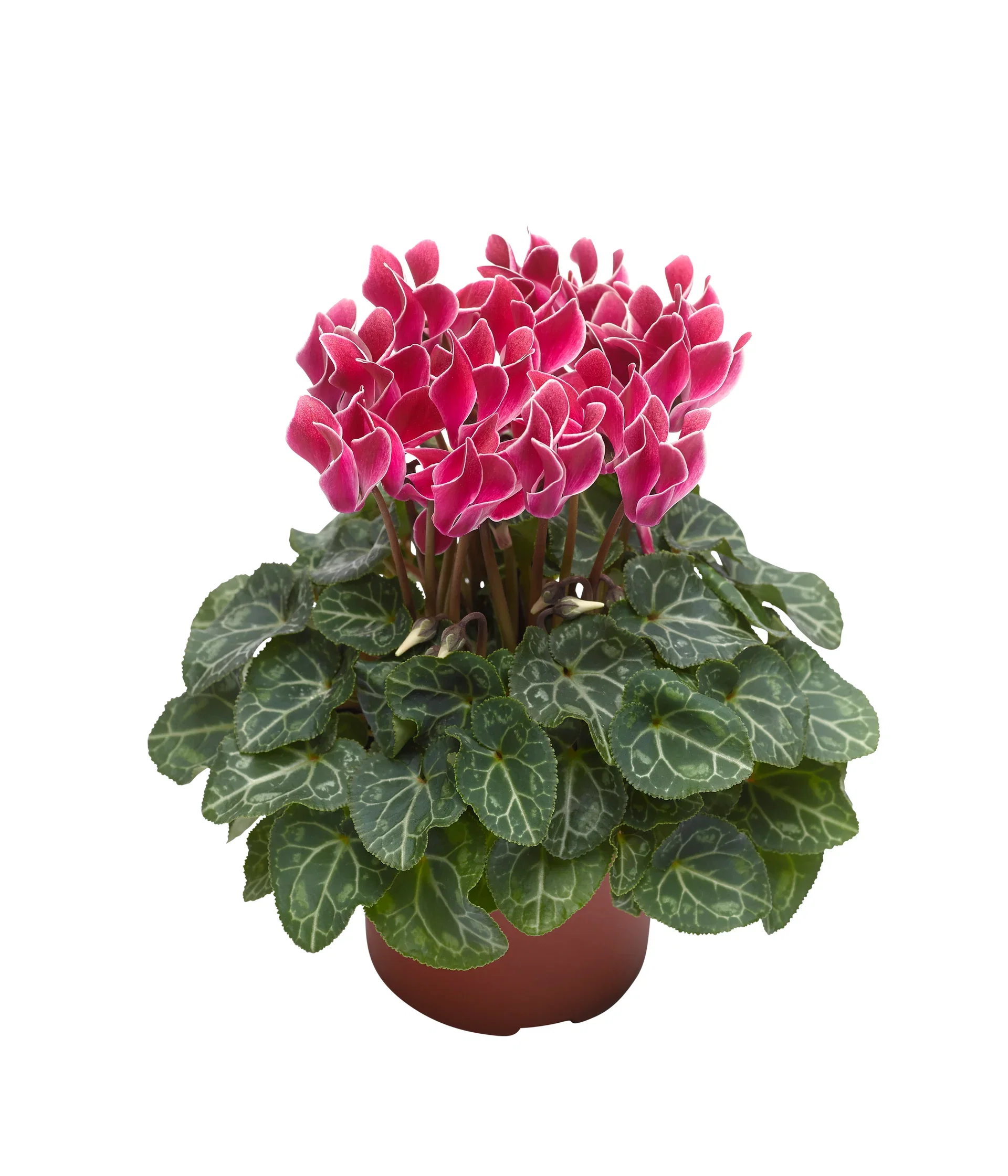 Cyclamen 'Wine flame' 10,5 cm