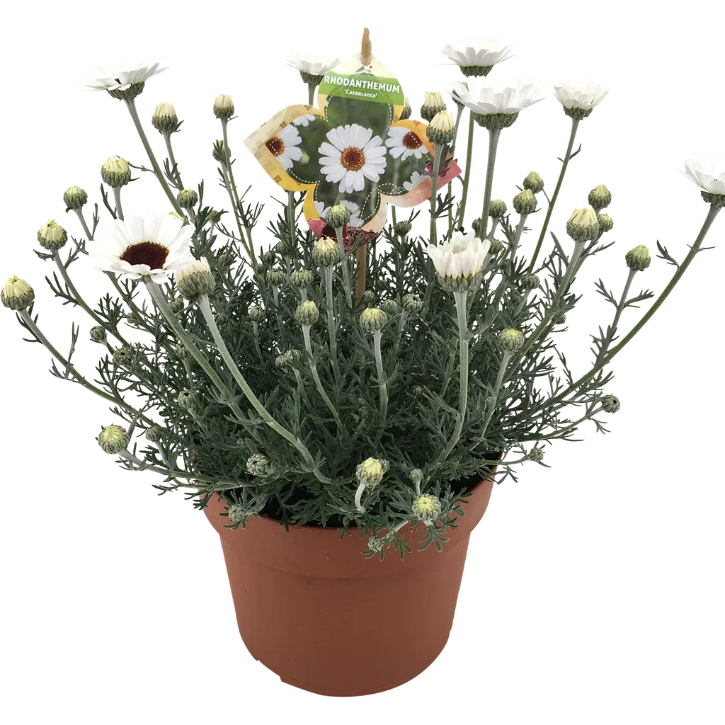 Rhodanthemum 'Casablanca' 19 cm
