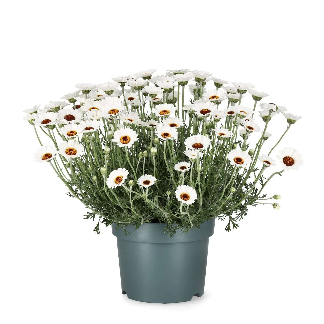 Rhodanthemum 'Casablanca' 19 cm