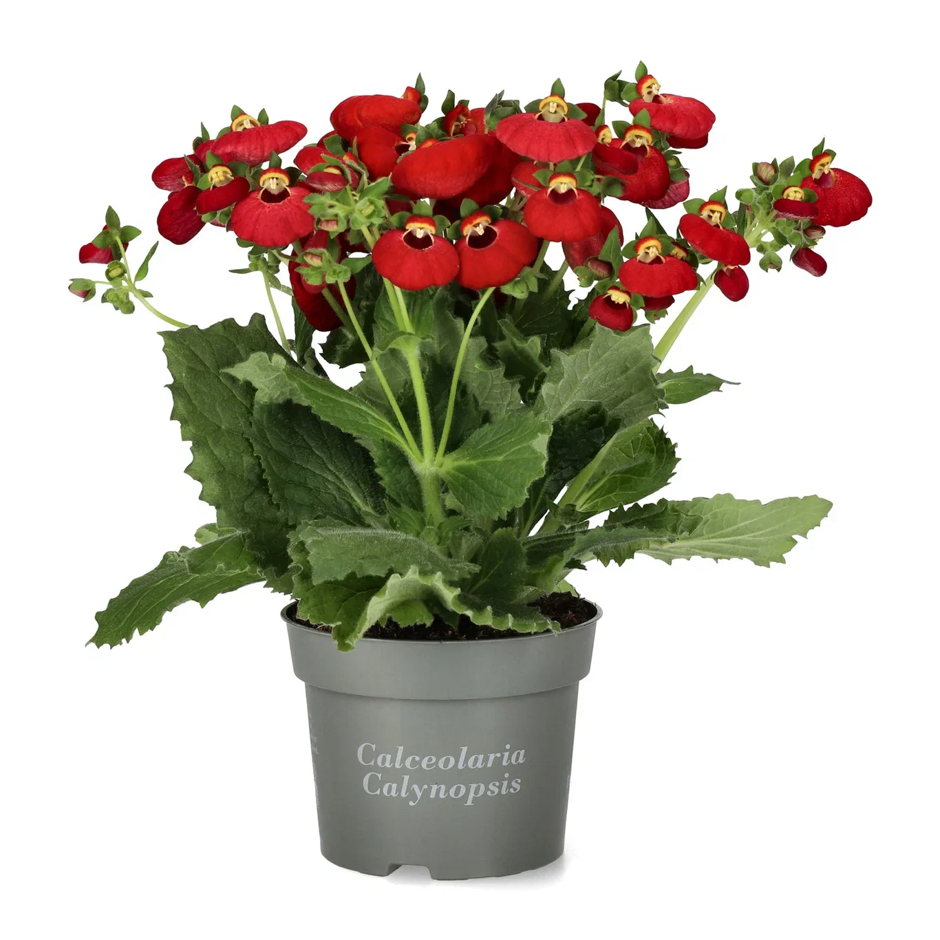 Tøffelblomst ‘Calynopsis’