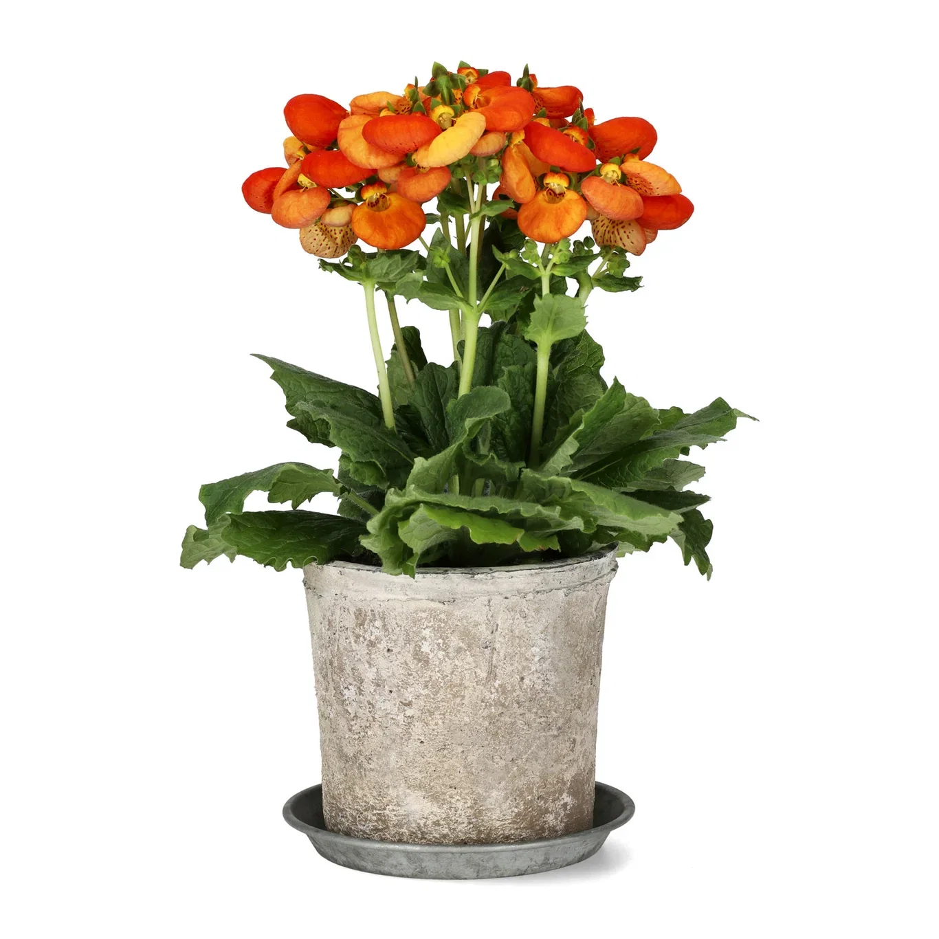 Tøffelblomst ‘Calynopsis’
