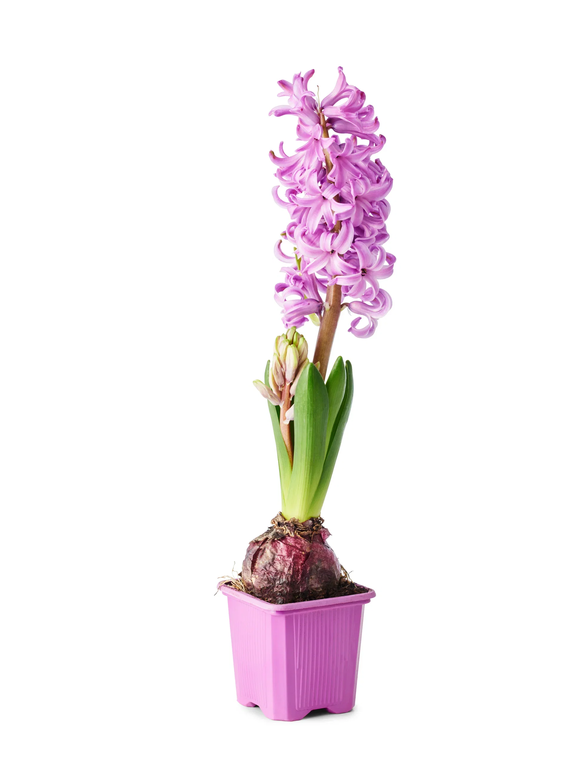 Hyacinthus 17+ Purple 7 cm