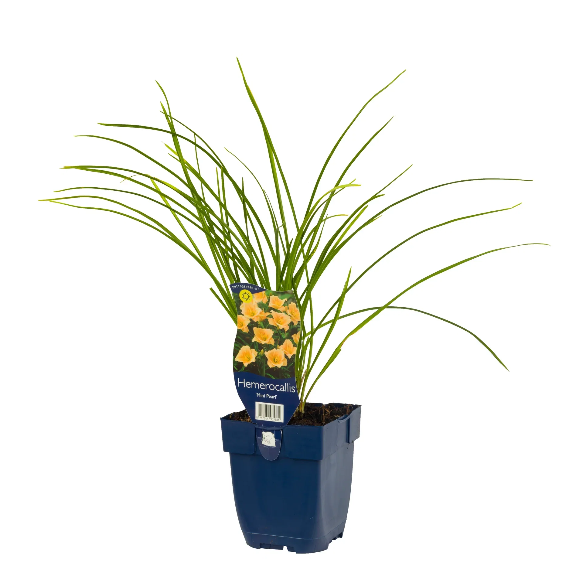 Hemerocallis 'Mini Pearl