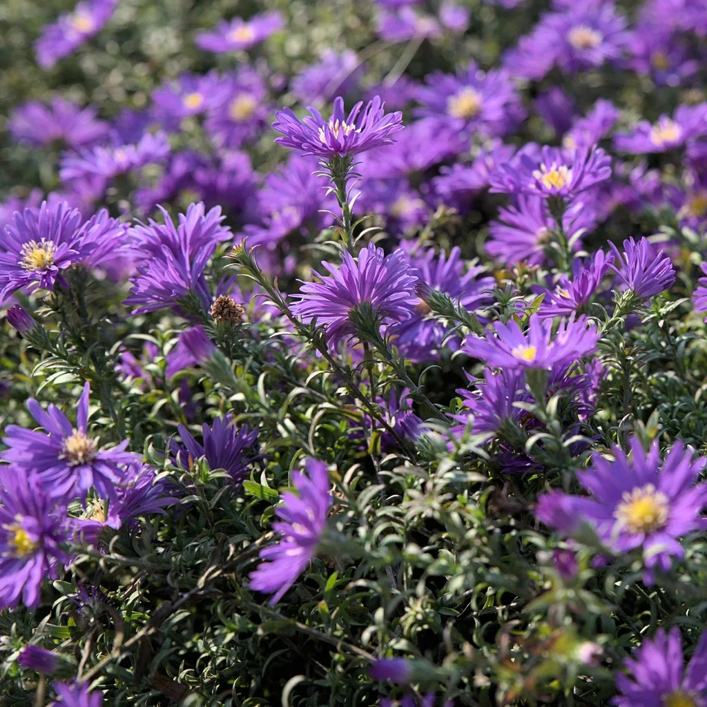 Aster 'Wood's Purple'