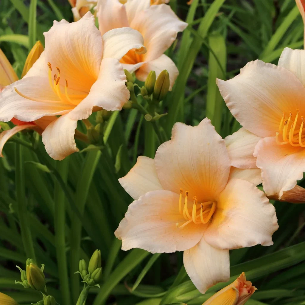 Hemerocallis 'Mini Pearl