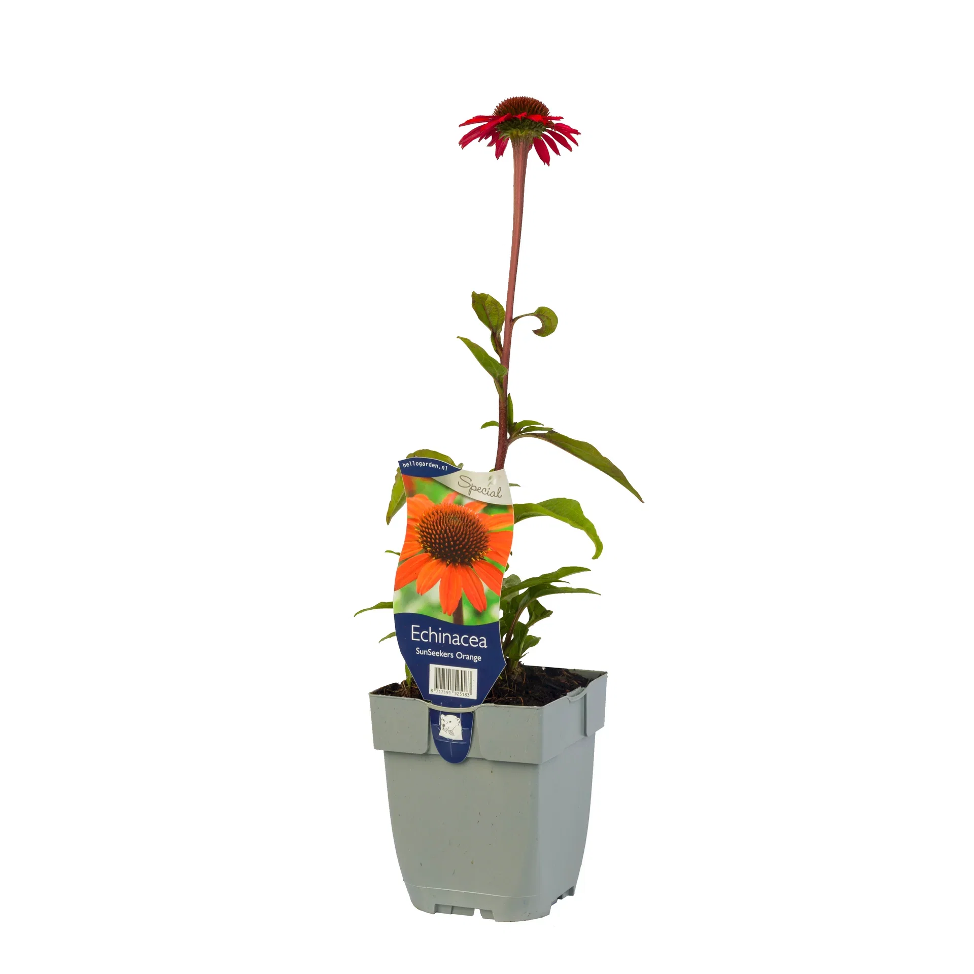 Solhatt 'Sunseeker Orange'