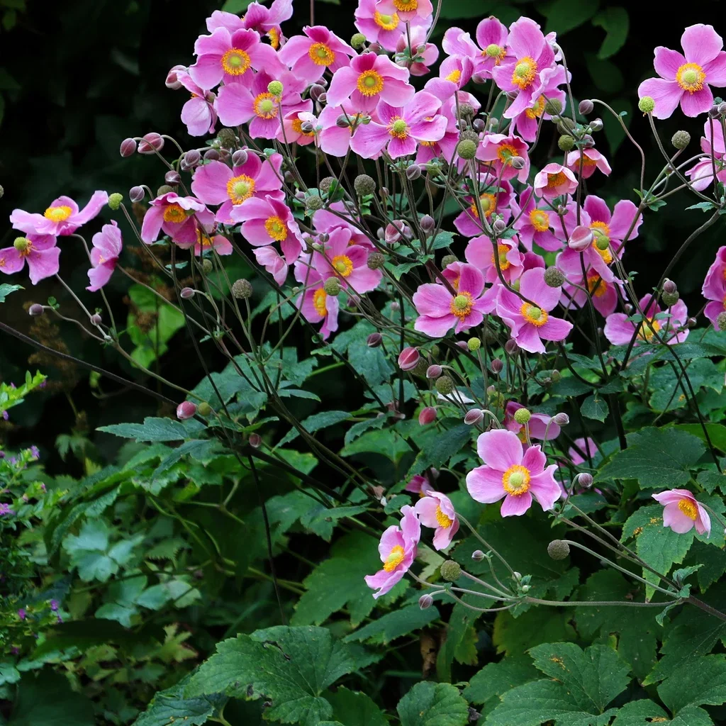 Høstanemone 'Splendens'