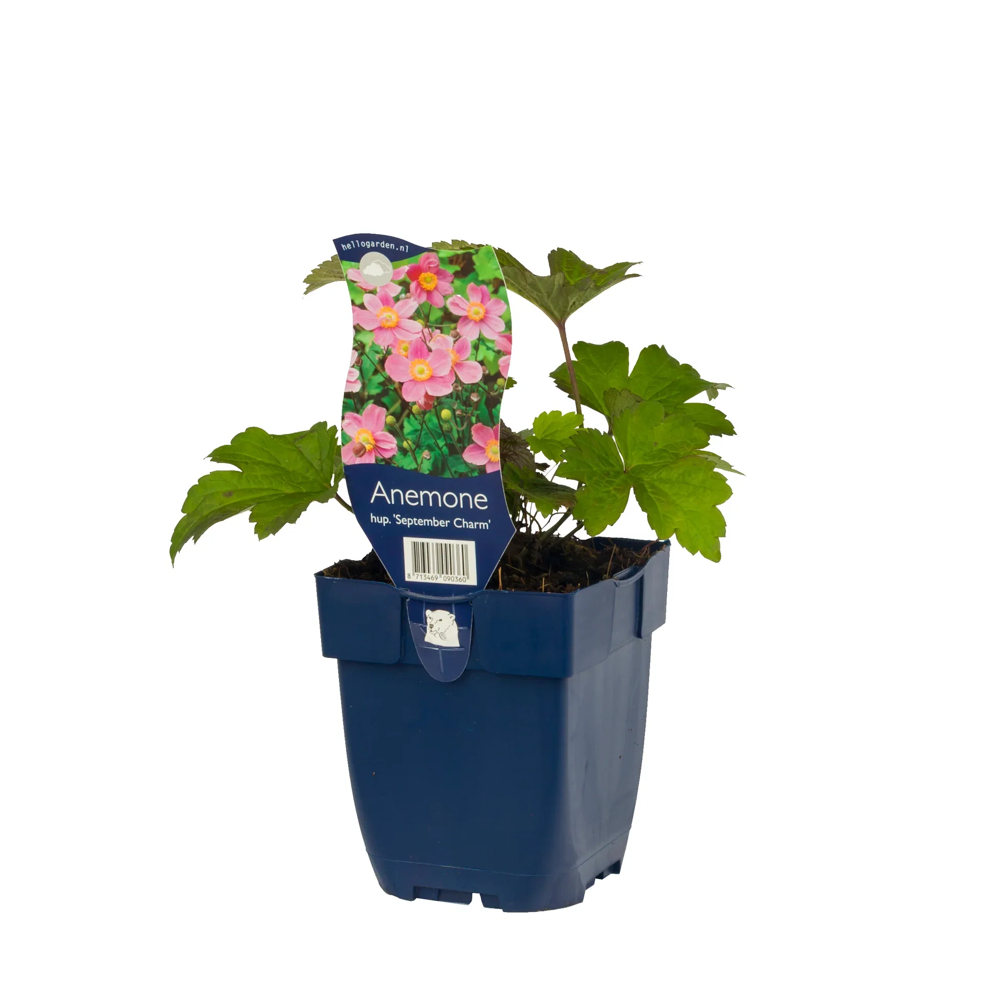 Høstanemone 'September Charm'
