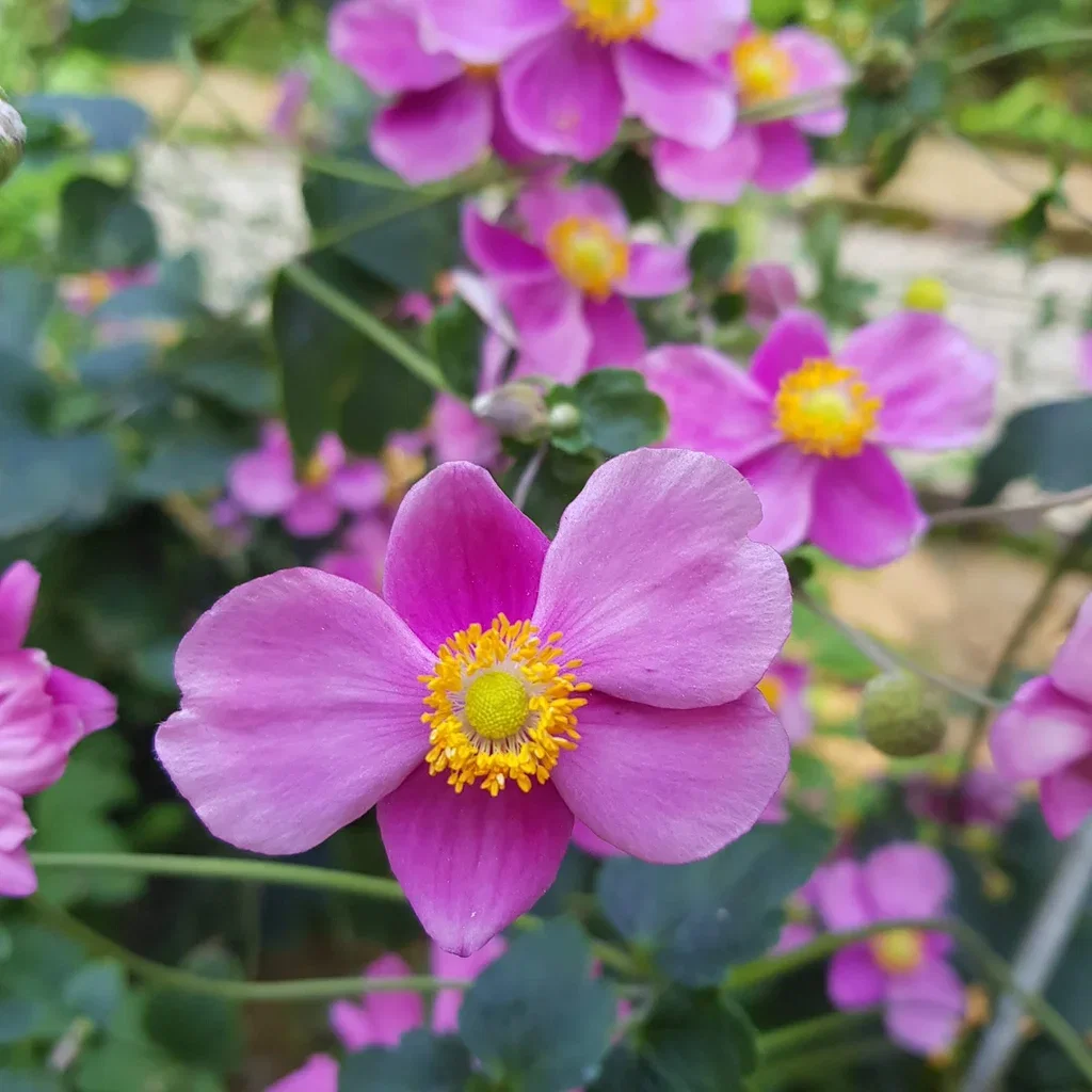 Høstanemone 'Splendens'