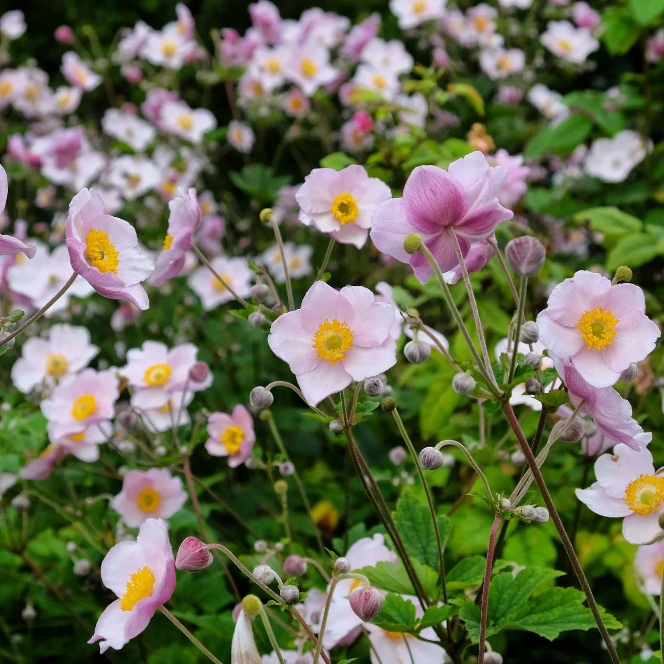 Høstanemone 'September Charm'