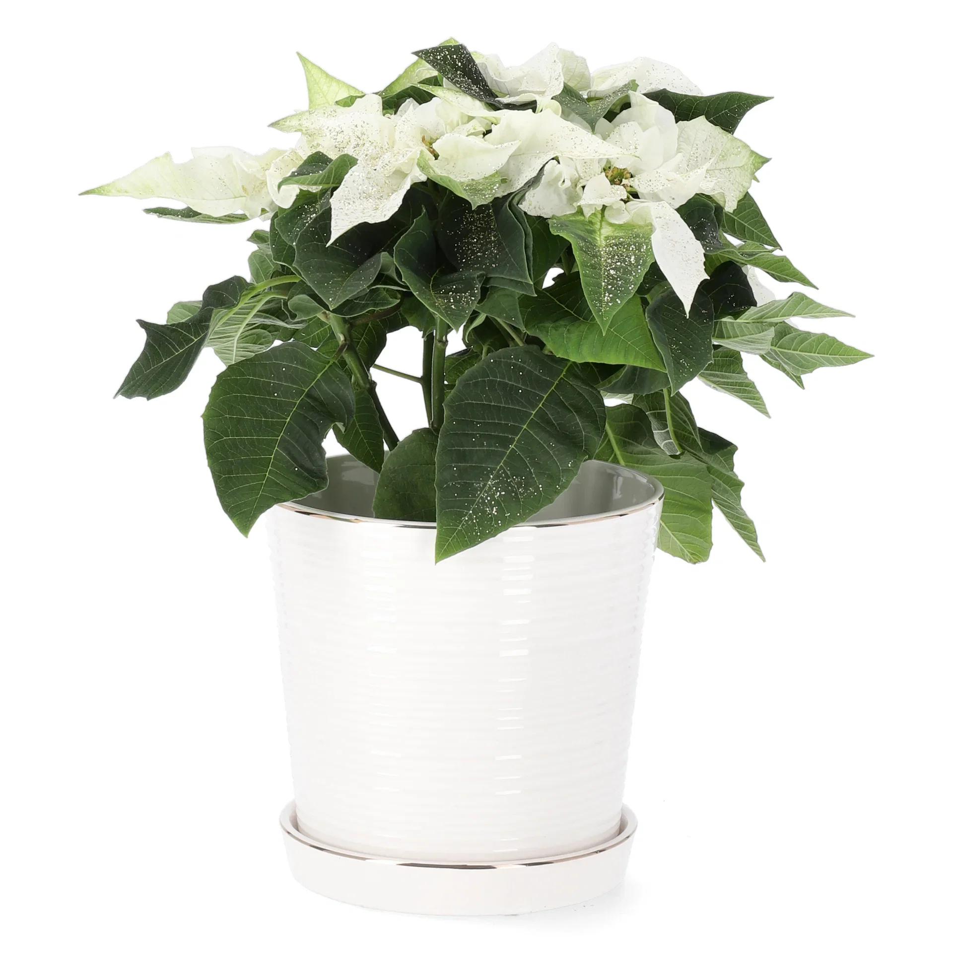 Julestjerne 'Princettia White'