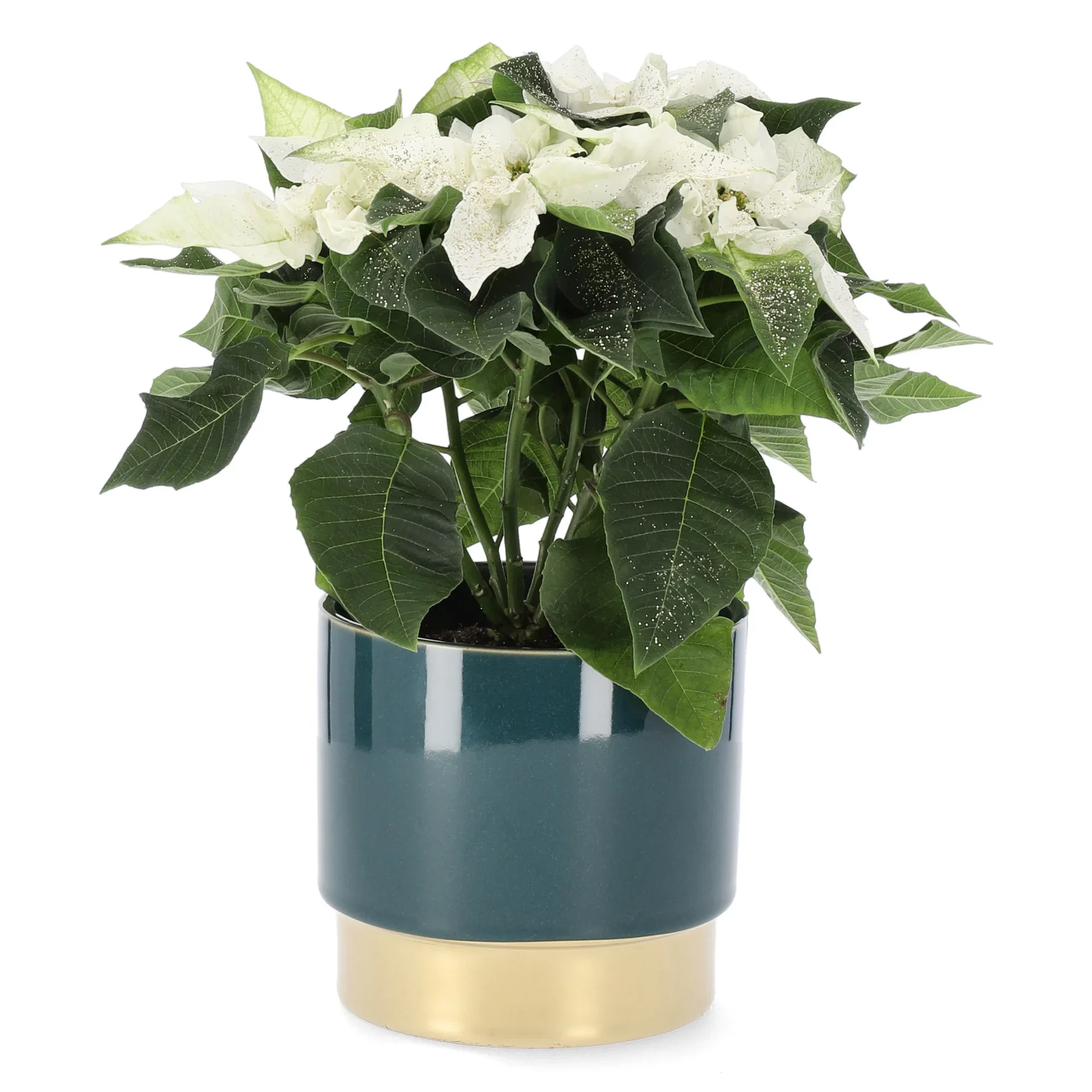 Julestjerne 'Princettia White'