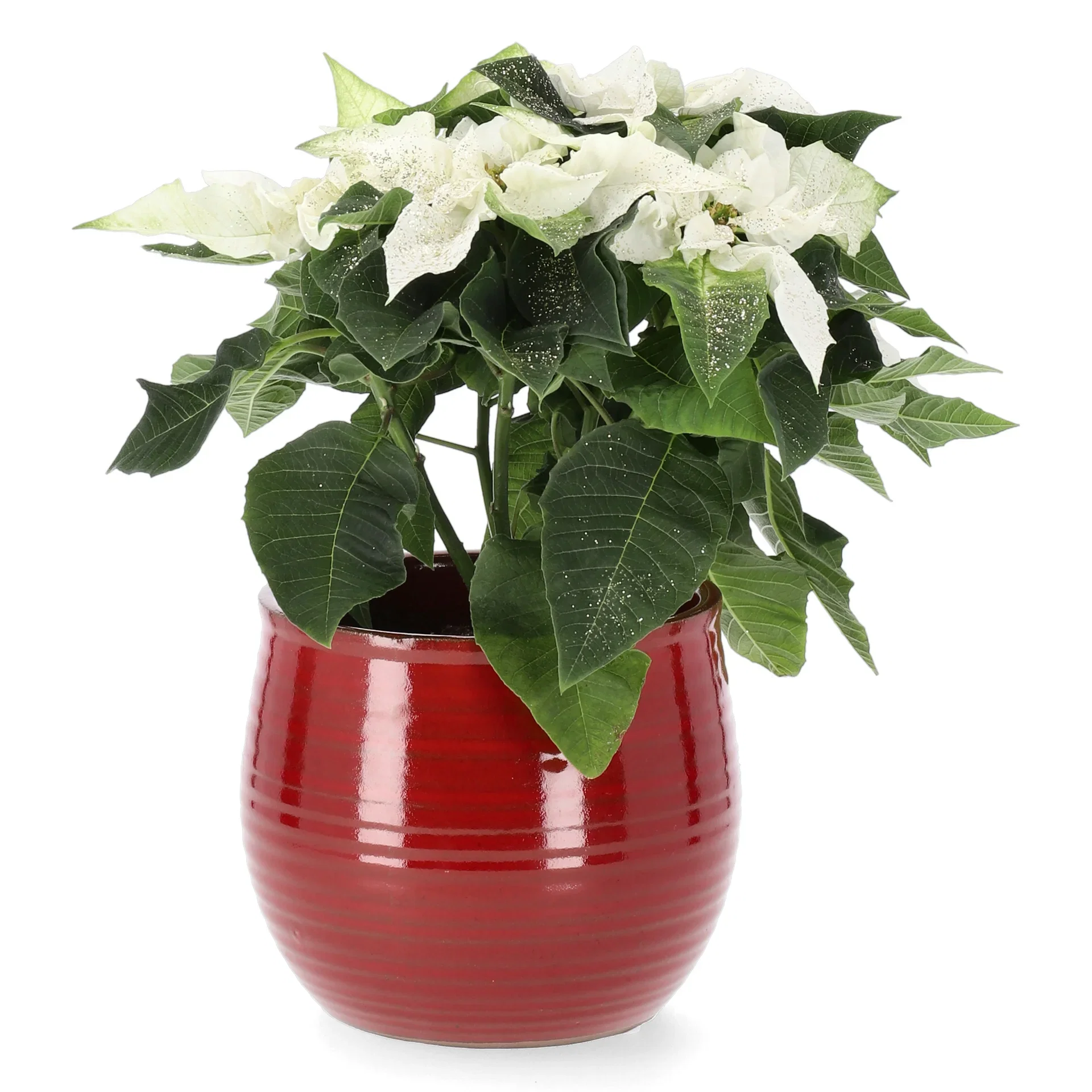 Julestjerne 'Princettia White'