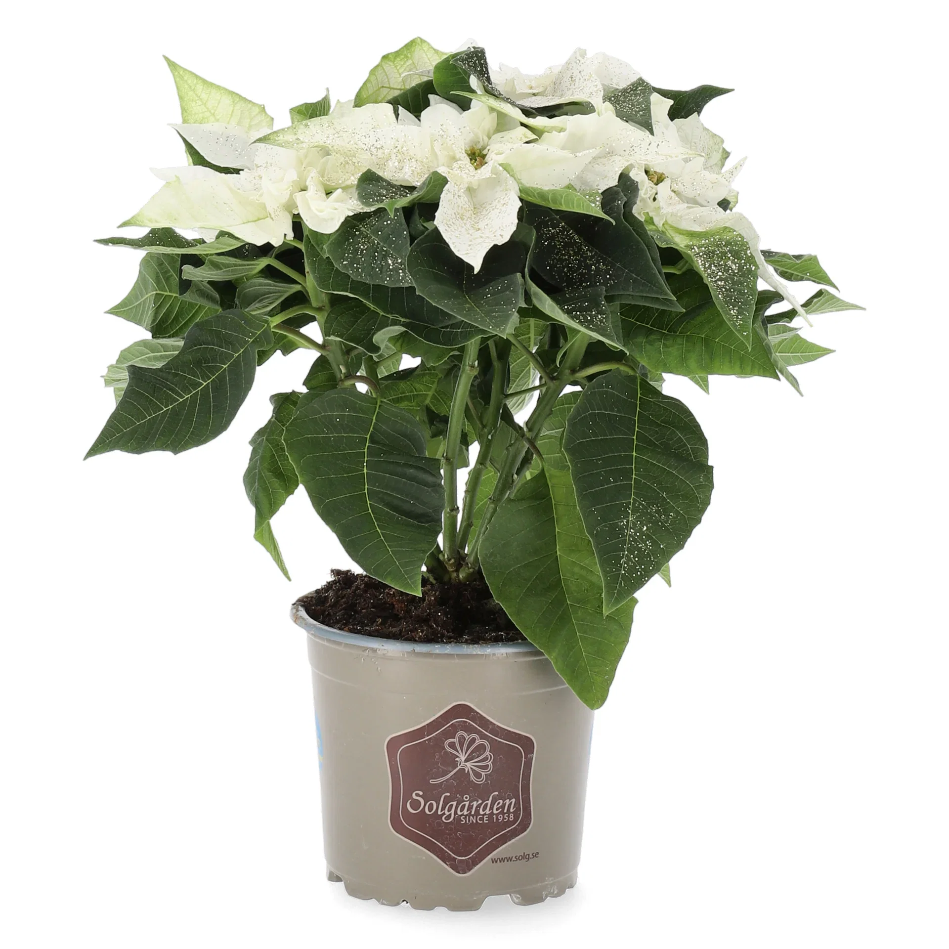 Julestjerne 'Princettia White'