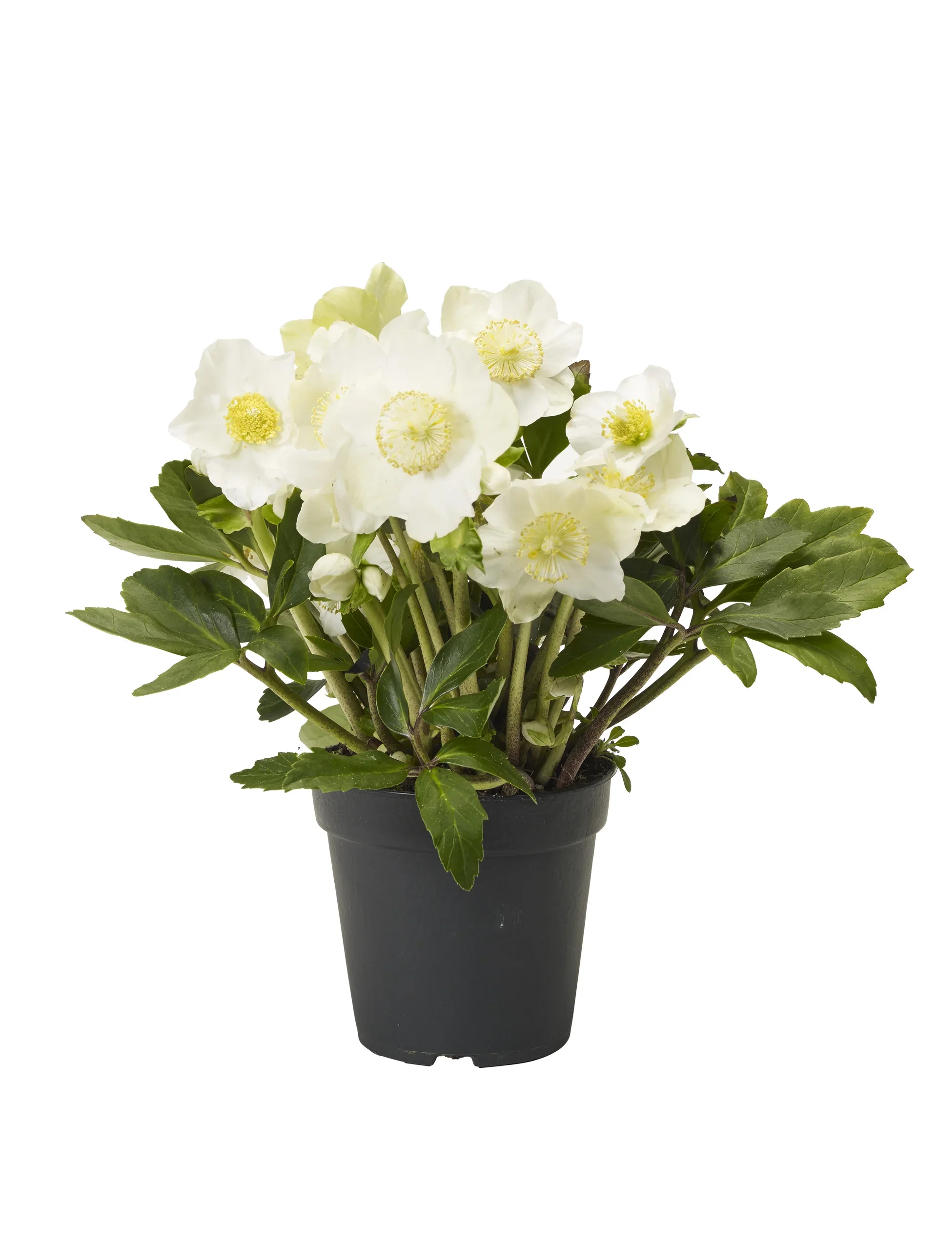 Hvit julerose 'G.C.' ®