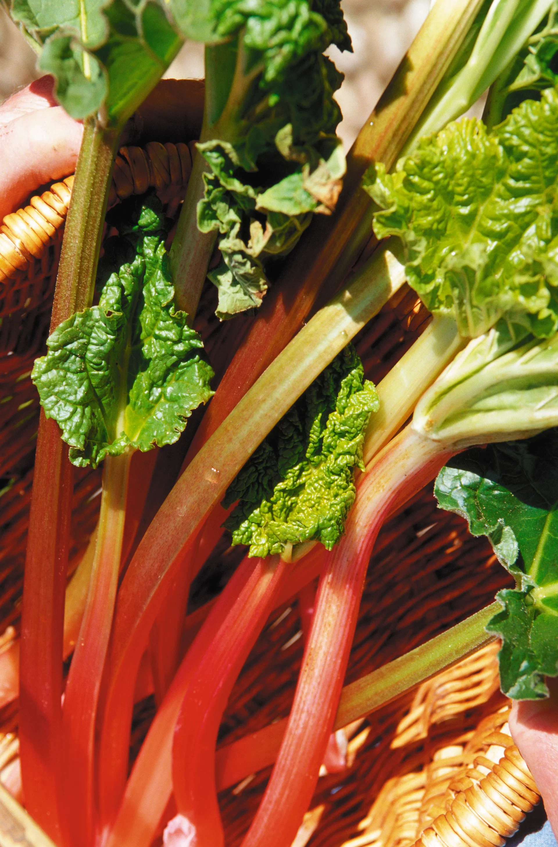 Rheum rhabarbarum 'Elmsblitz' 2L