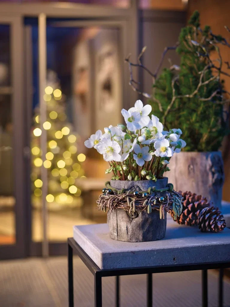 Helleborus 'Verboom Beauty' White 10+ 10,5 cm