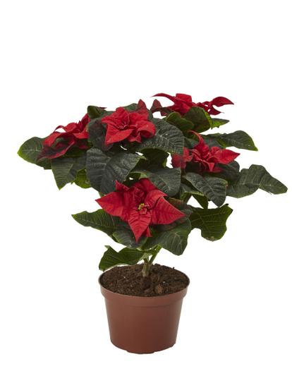 Poinsetta