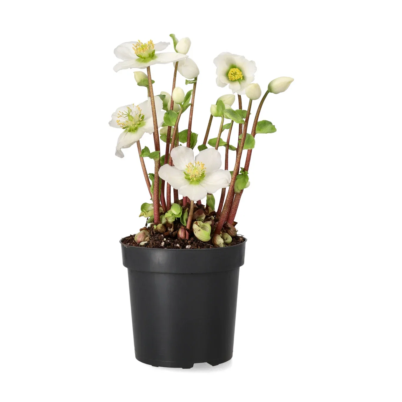 Helleborus 'Verboom Beauty' White 10+ 10,5 cm