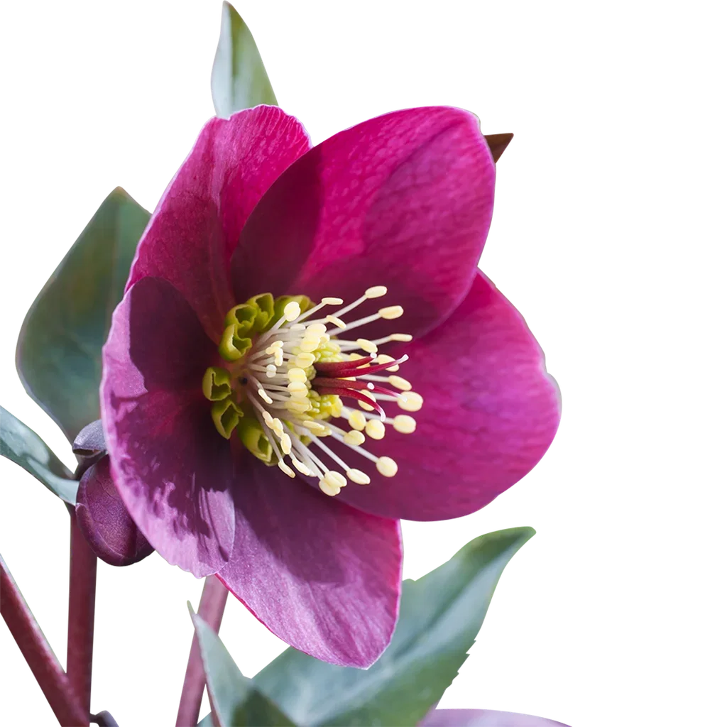 Helleborus Frostkiss 'Anna's Red' 15 cm