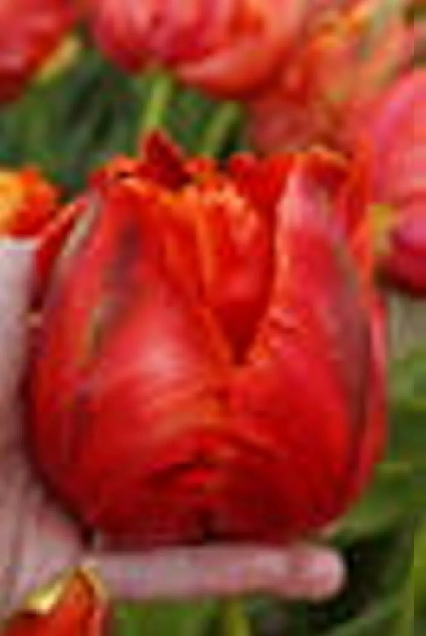 Tulipa Parrot Avignon Parrot