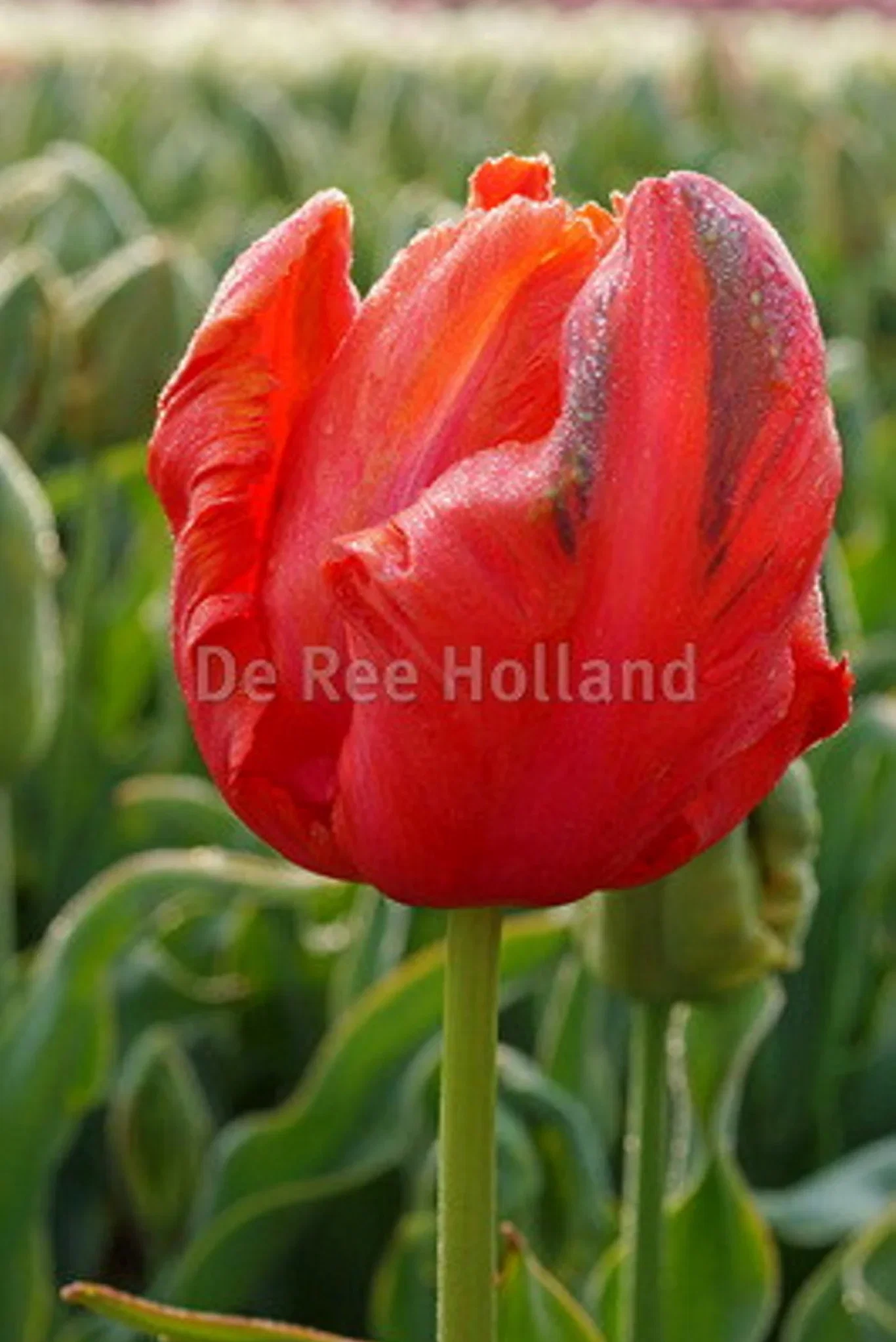 Tulipa Parrot Avignon Parrot