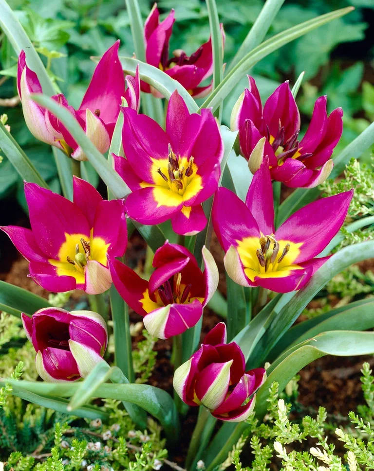 Tulipan 'Persian Pearl'