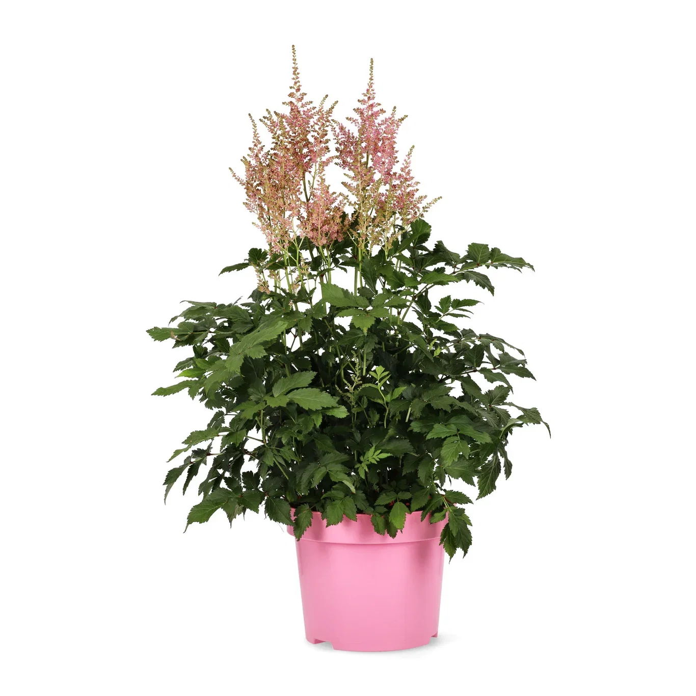 Astilbe japonica 23cm