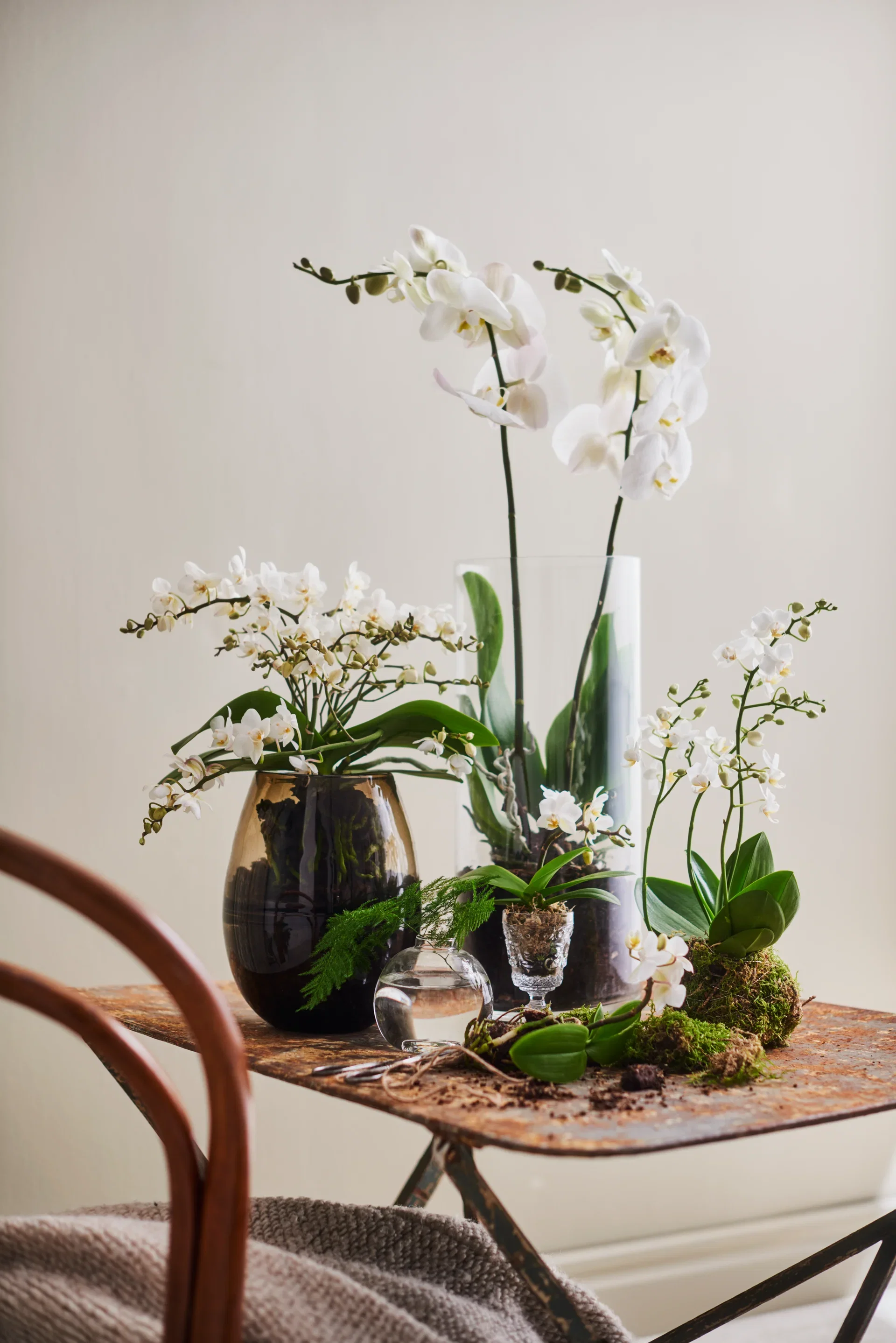 Phalaenopsis