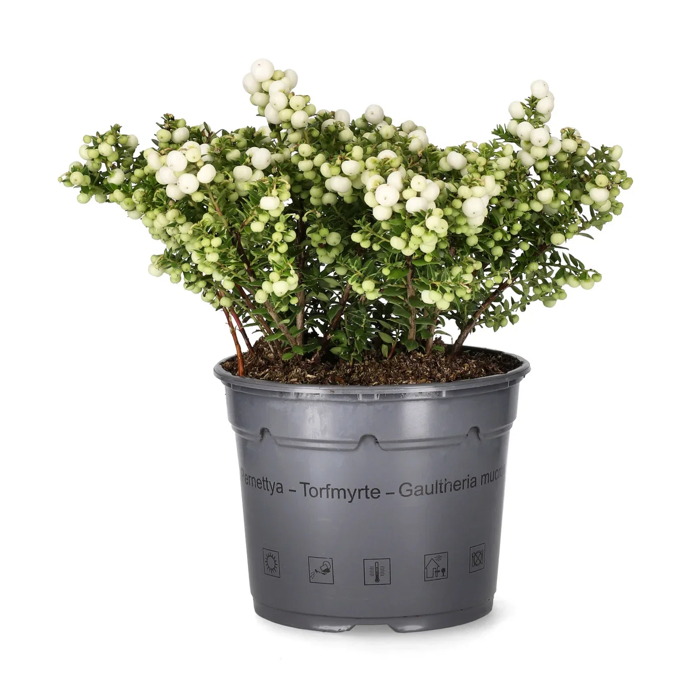 Pernettya mucronata 17 cm