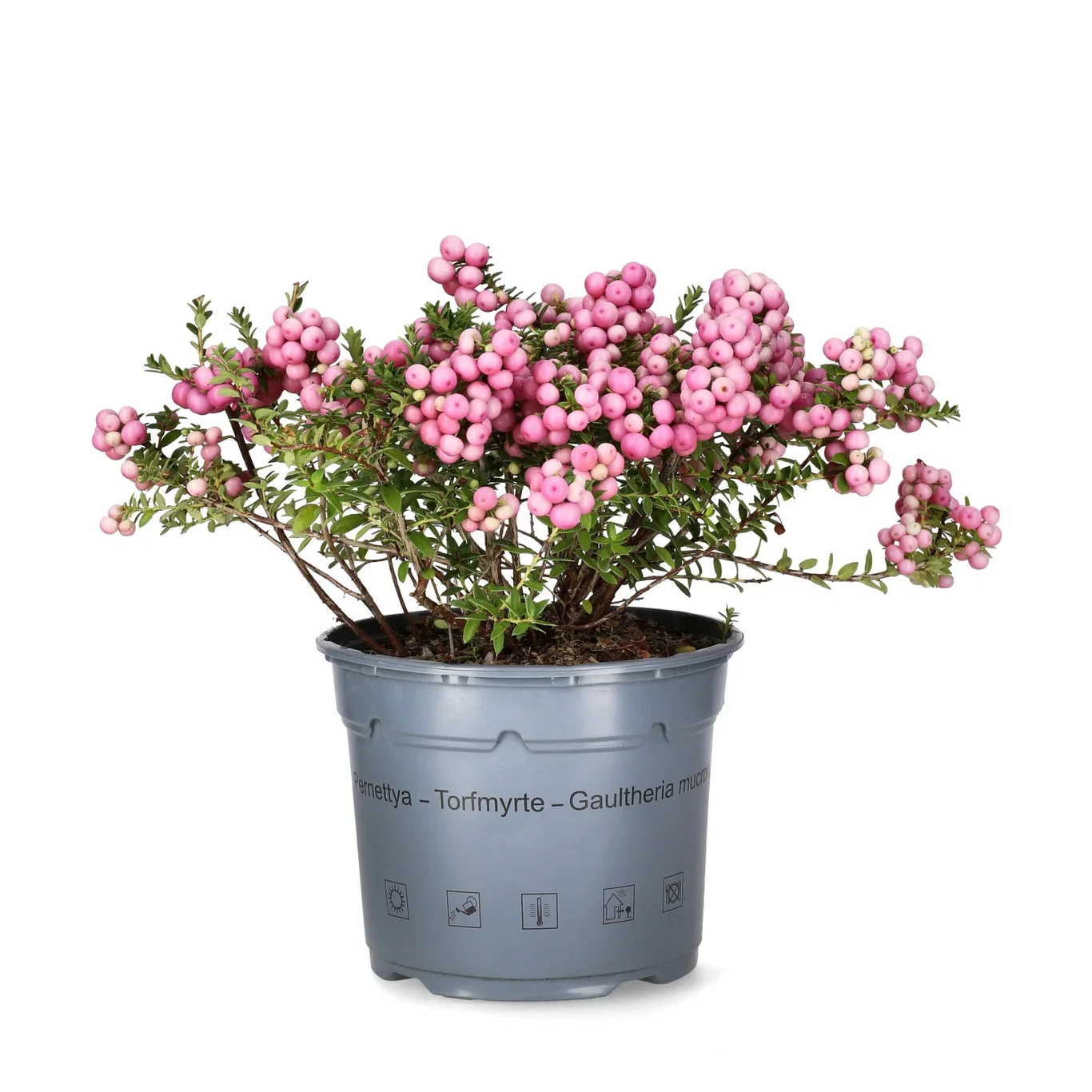 Pernettya mucronata 17 cm