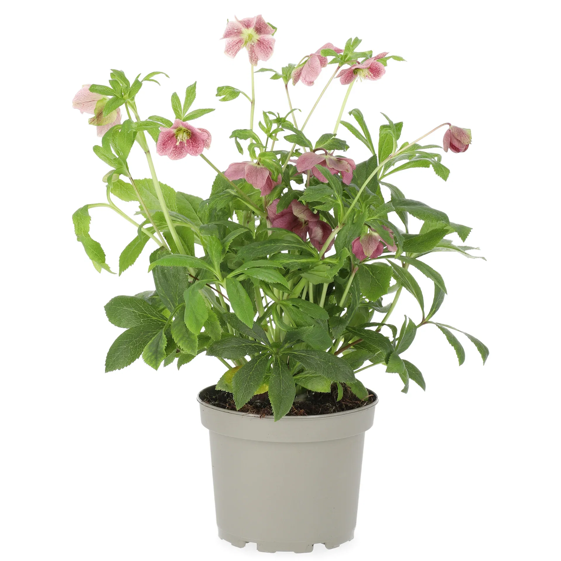 Julerose VIV VICTORIA