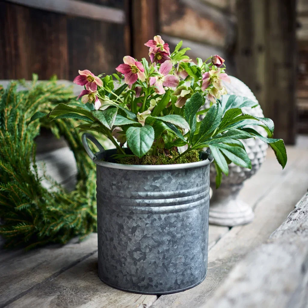 Julerose VIV VICTORIA