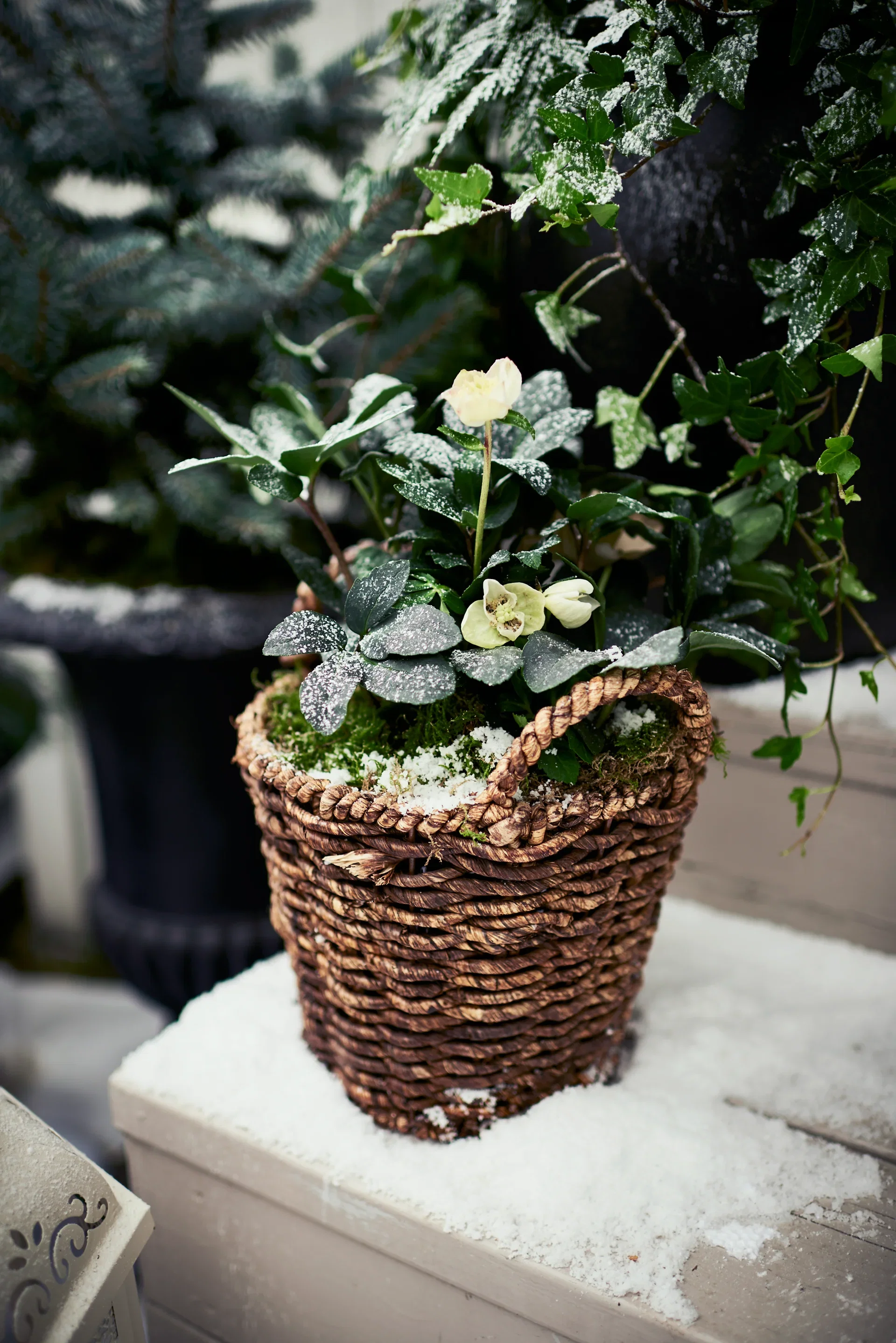 Helleborus n. 'Christmas Carol' 14 cm