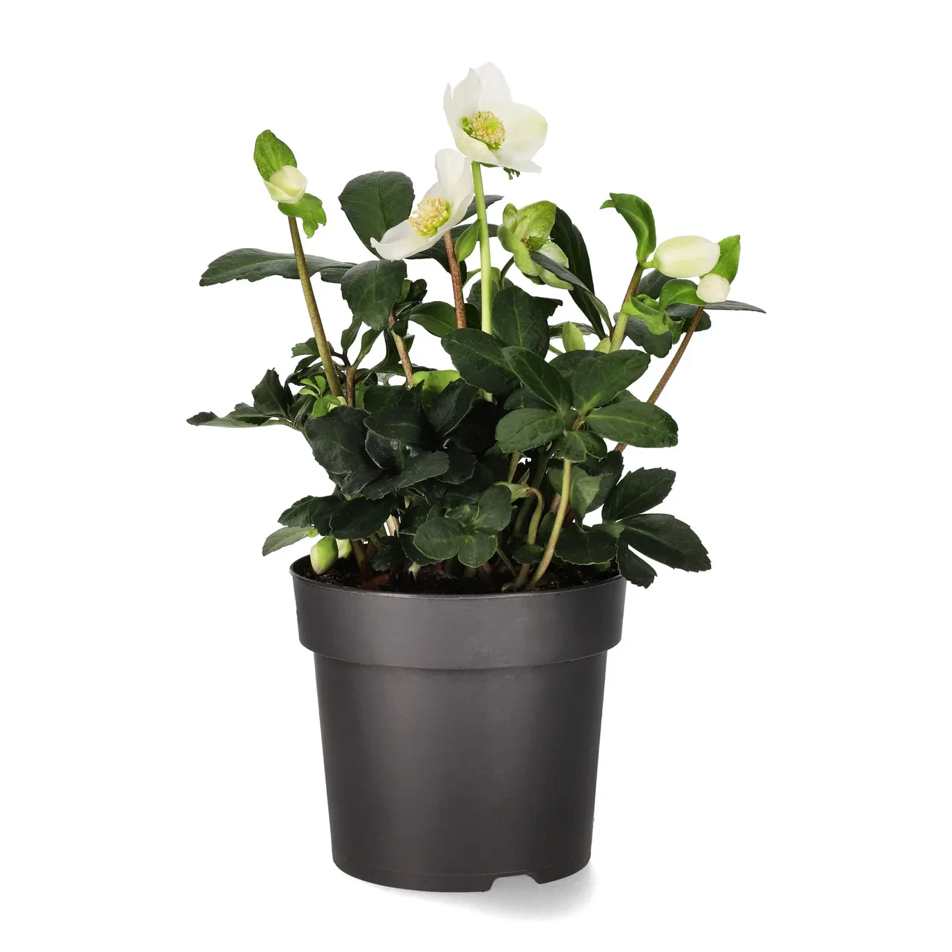 Helleborus n. 'Christmas Carol' 14 cm