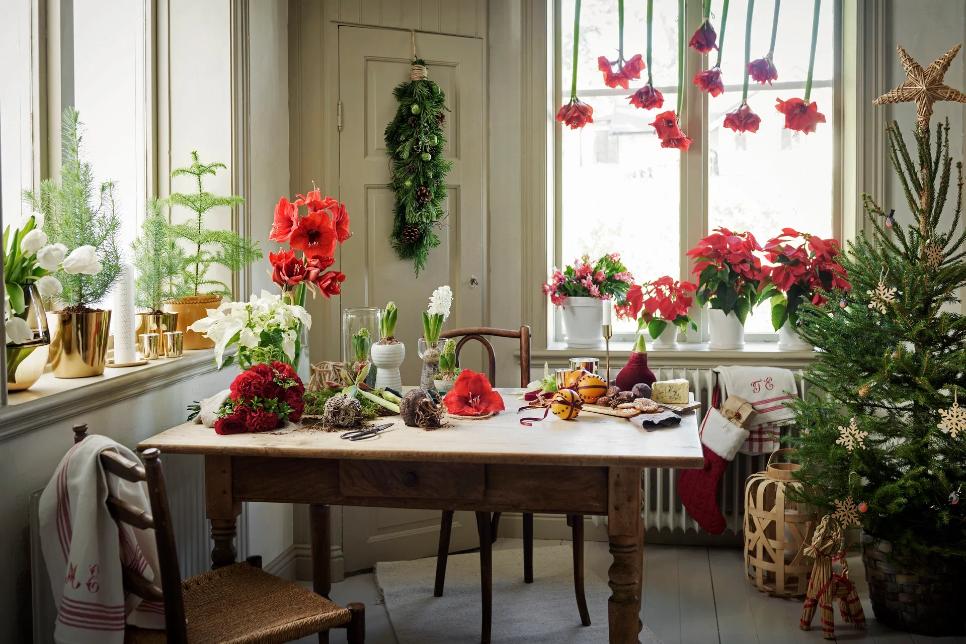 Euphorbia pulch. 1-br Red 10,5 cm