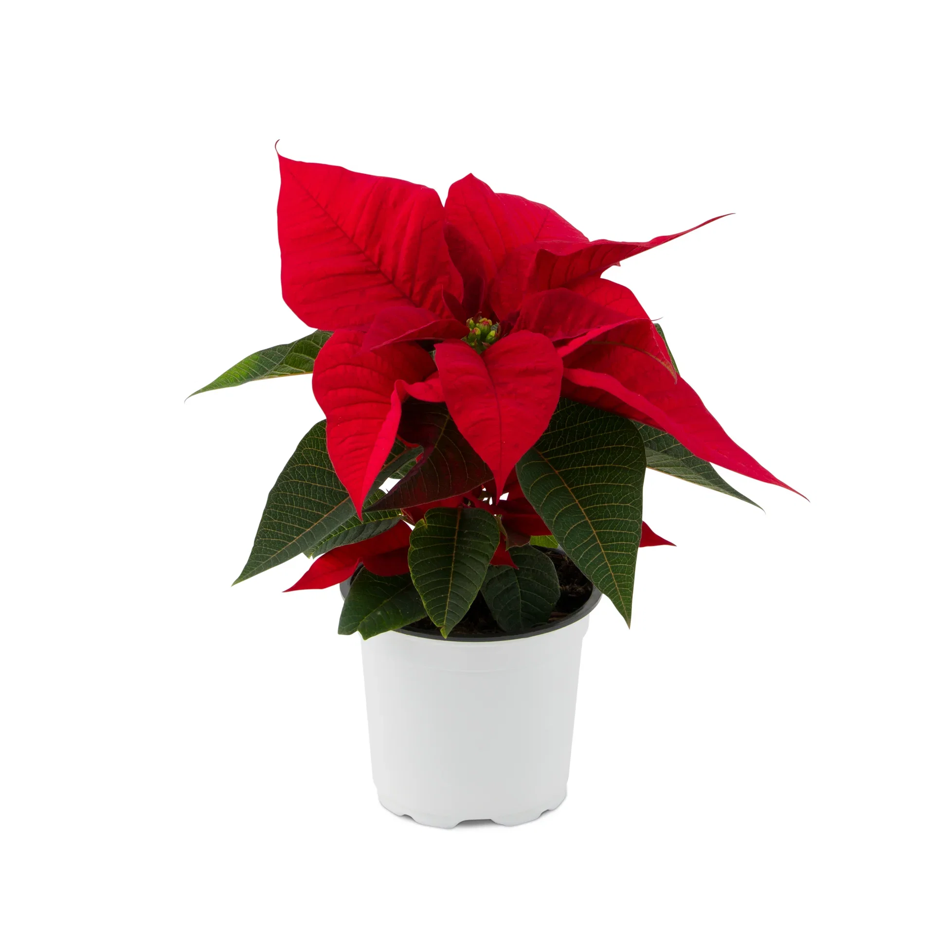 Euphorbia pulch. 1-br Red 10,5 cm