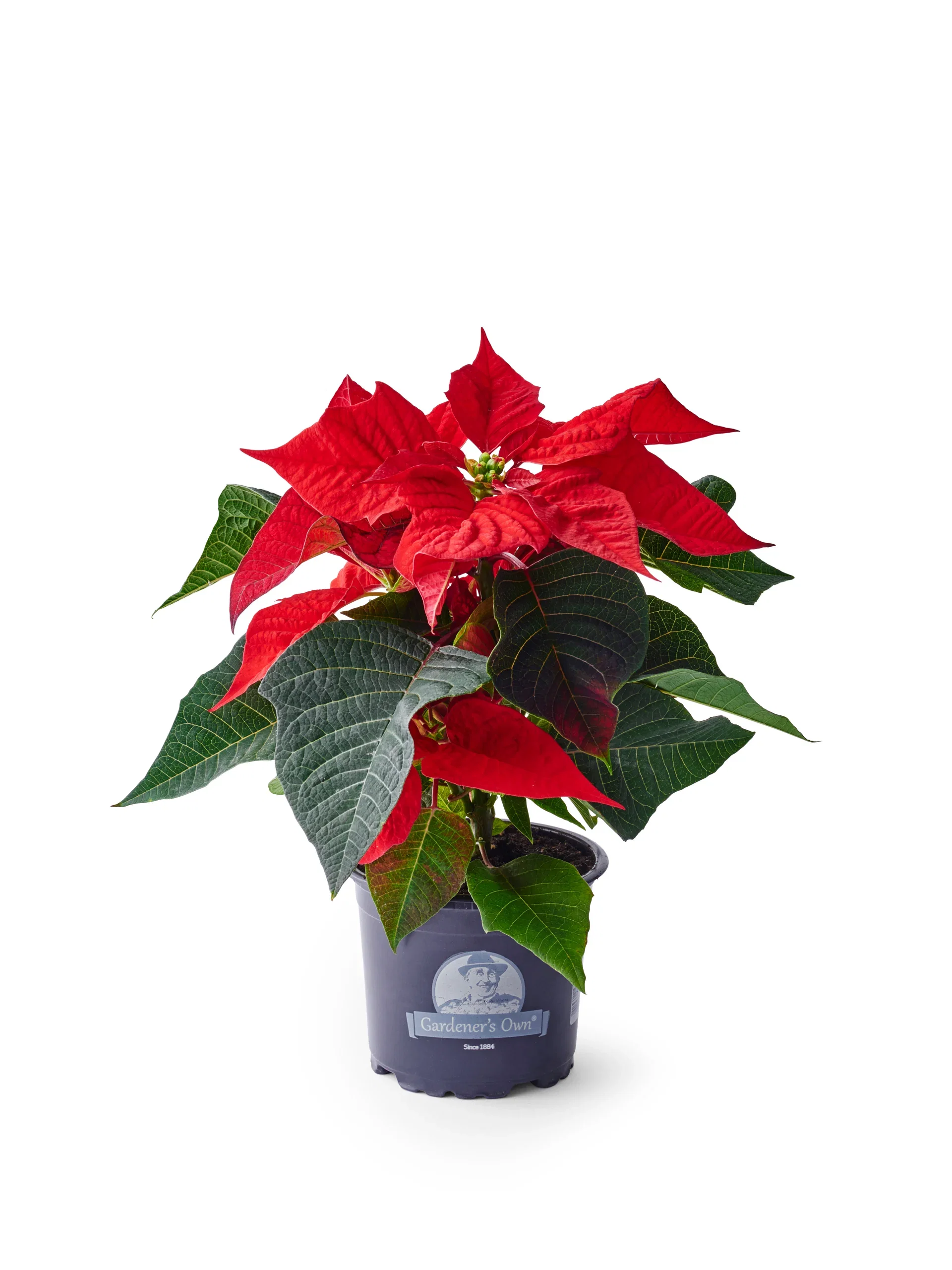 Julestjerne flergrenet