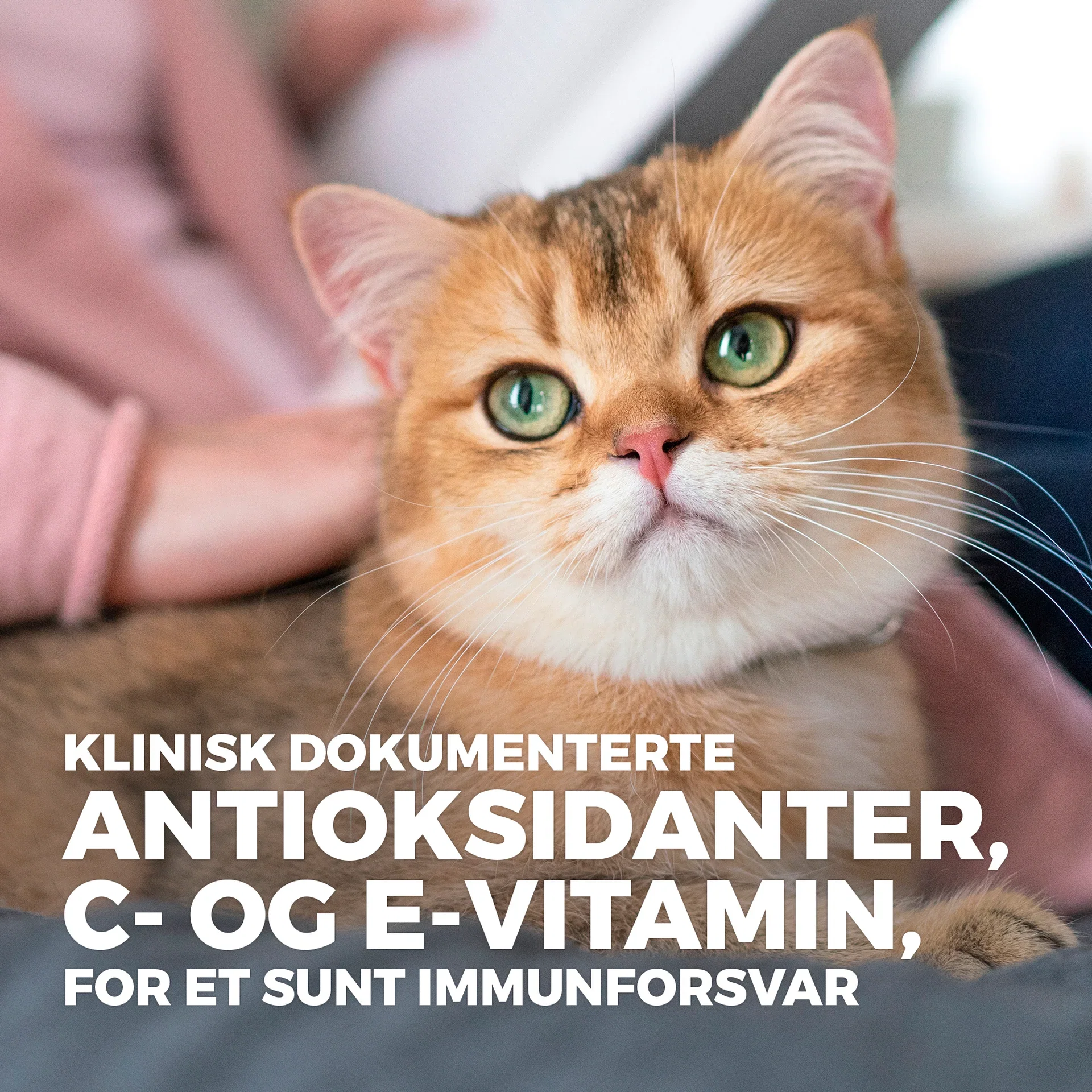 SP Mature Adult Kylling 1,5 kg