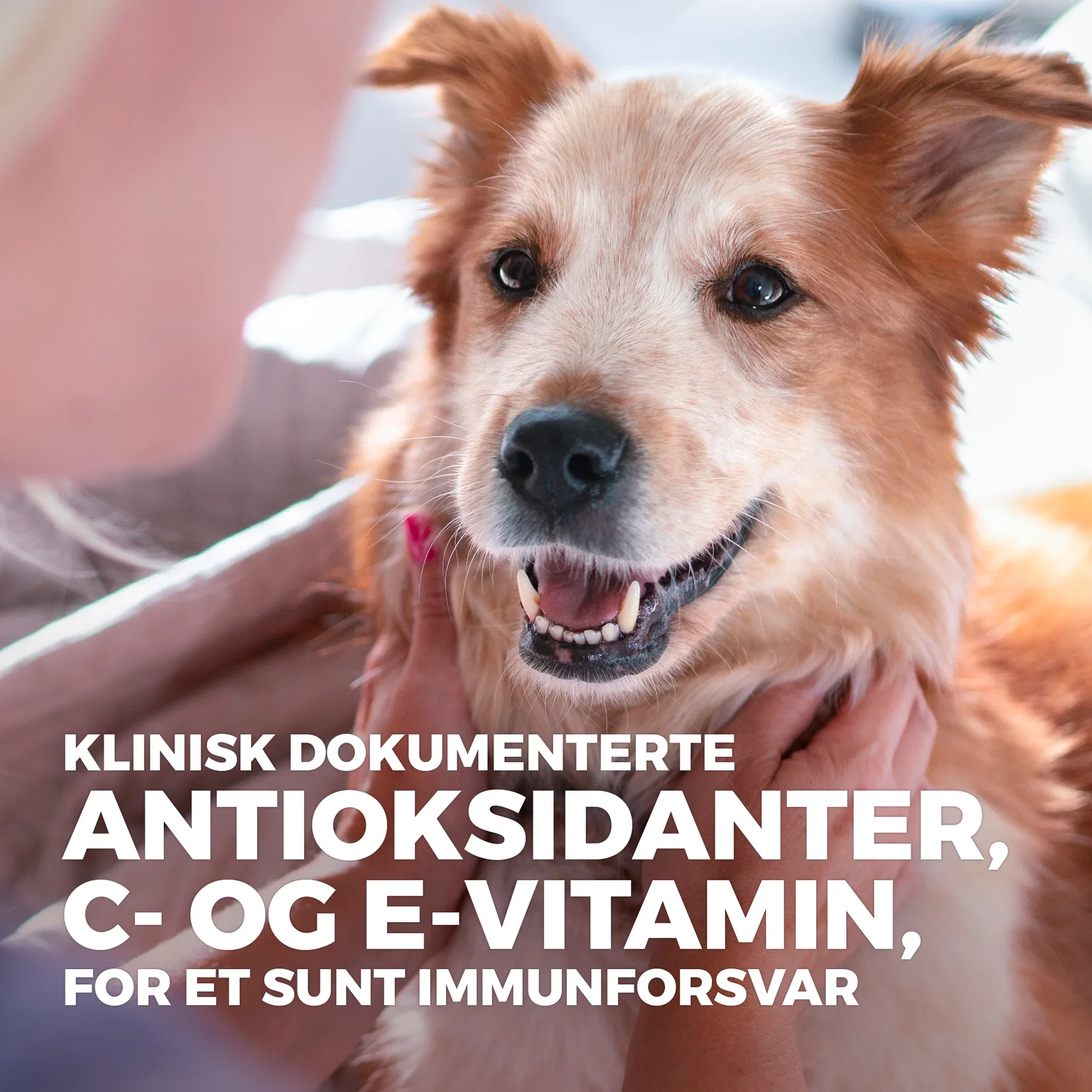 SP Canine Adult Healthy Mobility Small&Mini Chicken 1.5k