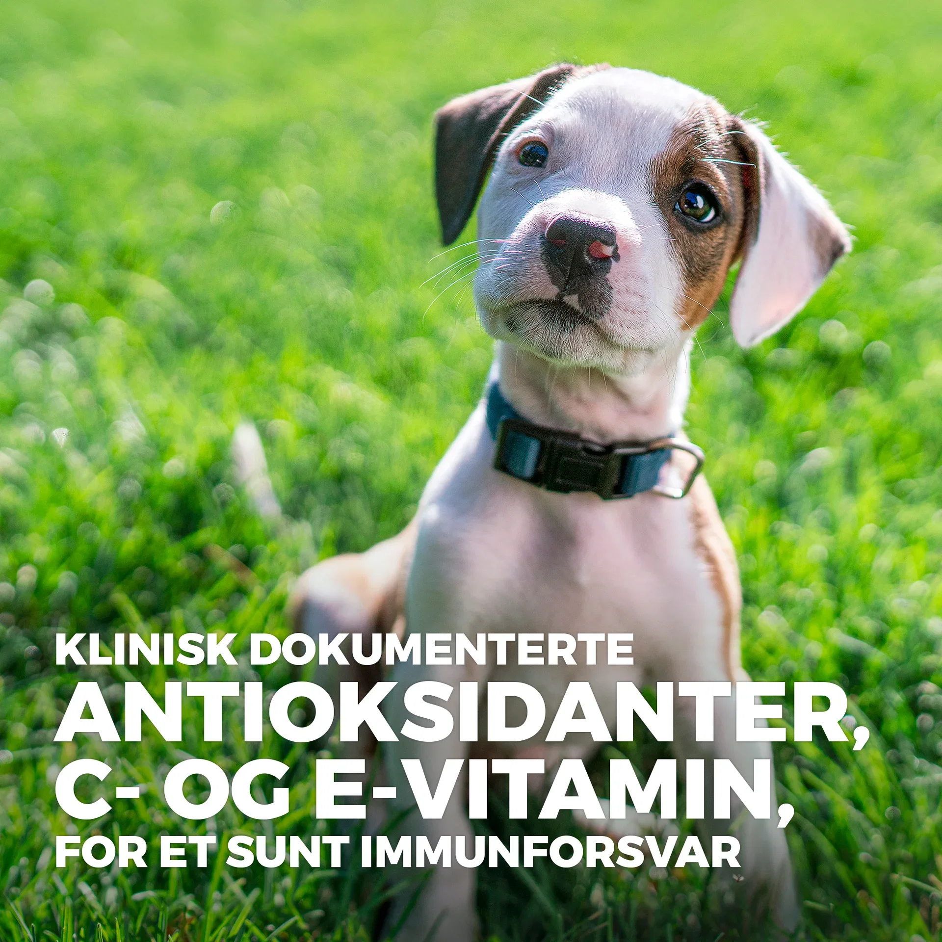 SP Puppy Medium Chicken 2.5kg