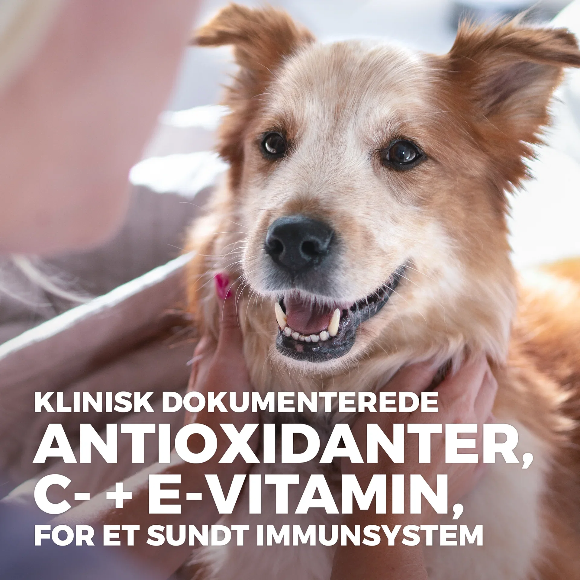 Hill's Small & Mini Adult