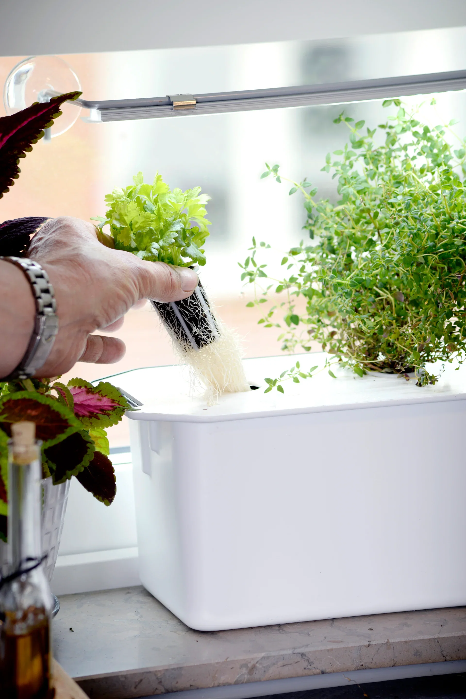 Pluggkurv for hydroponisk dyrking, 6 stk.