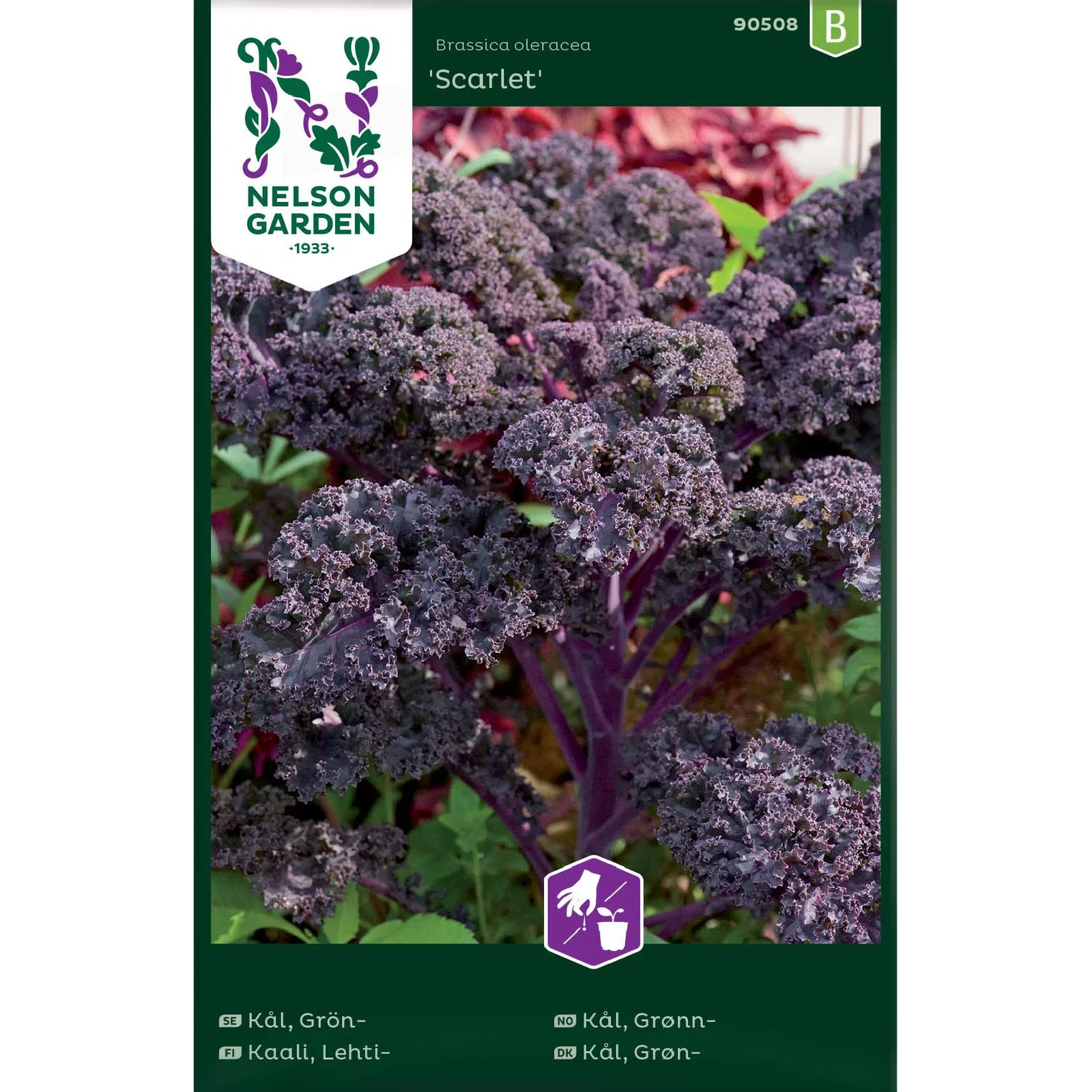 Kål, Grön-, Scarlet, röd
