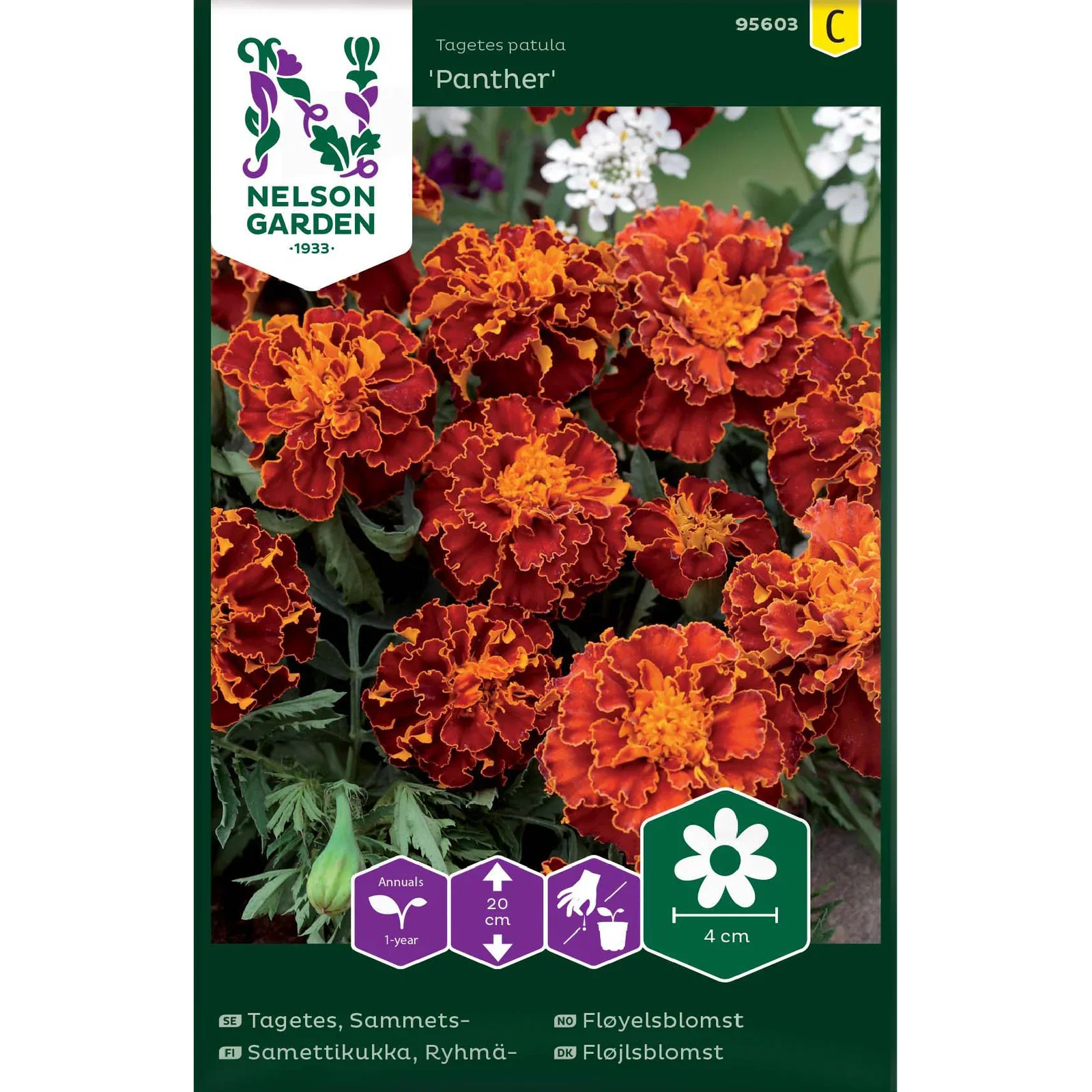Tagetes, Sammets-, Panther