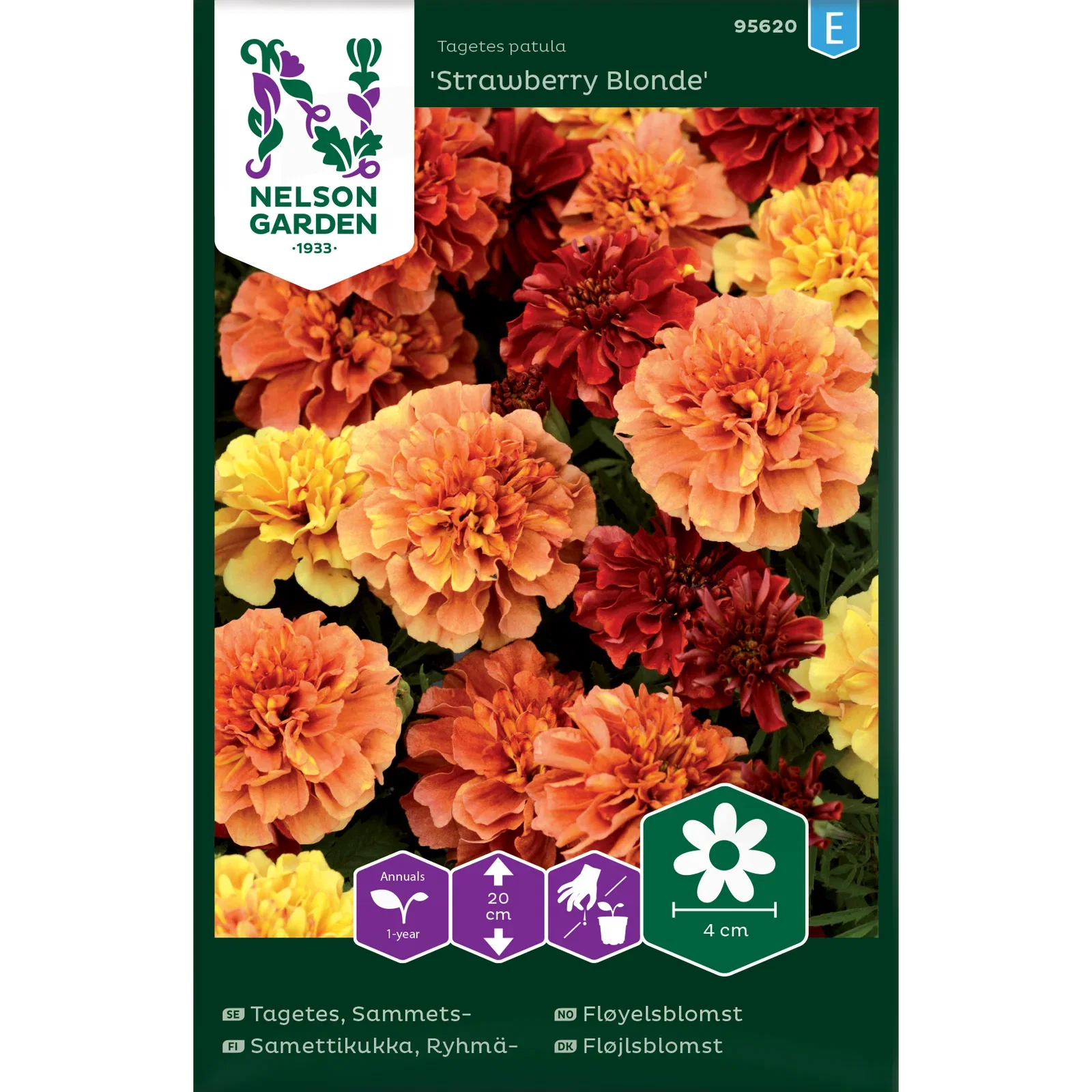 Fløyelsblomst 'Strawberry Blonde'